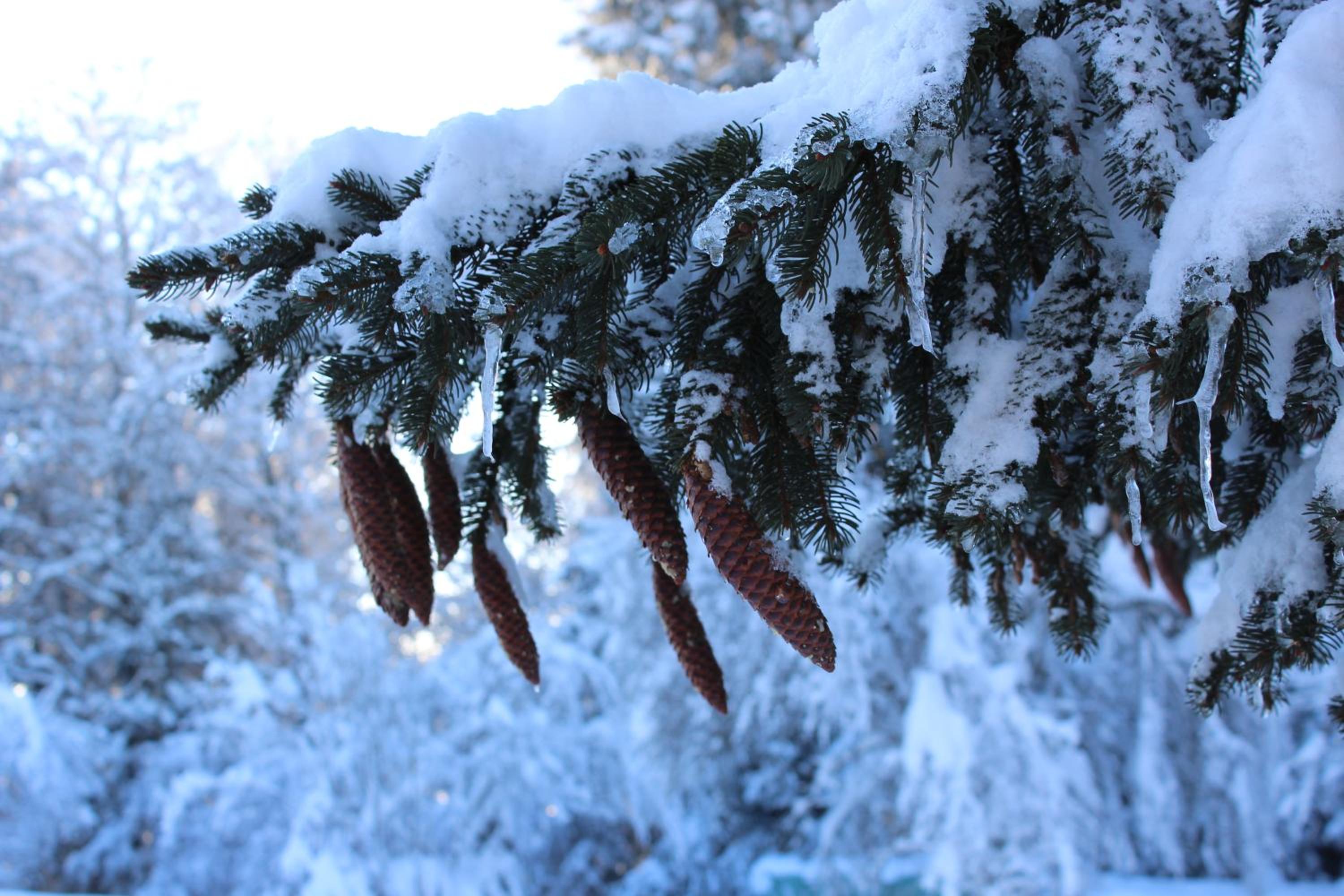 Naturparadies Silvia