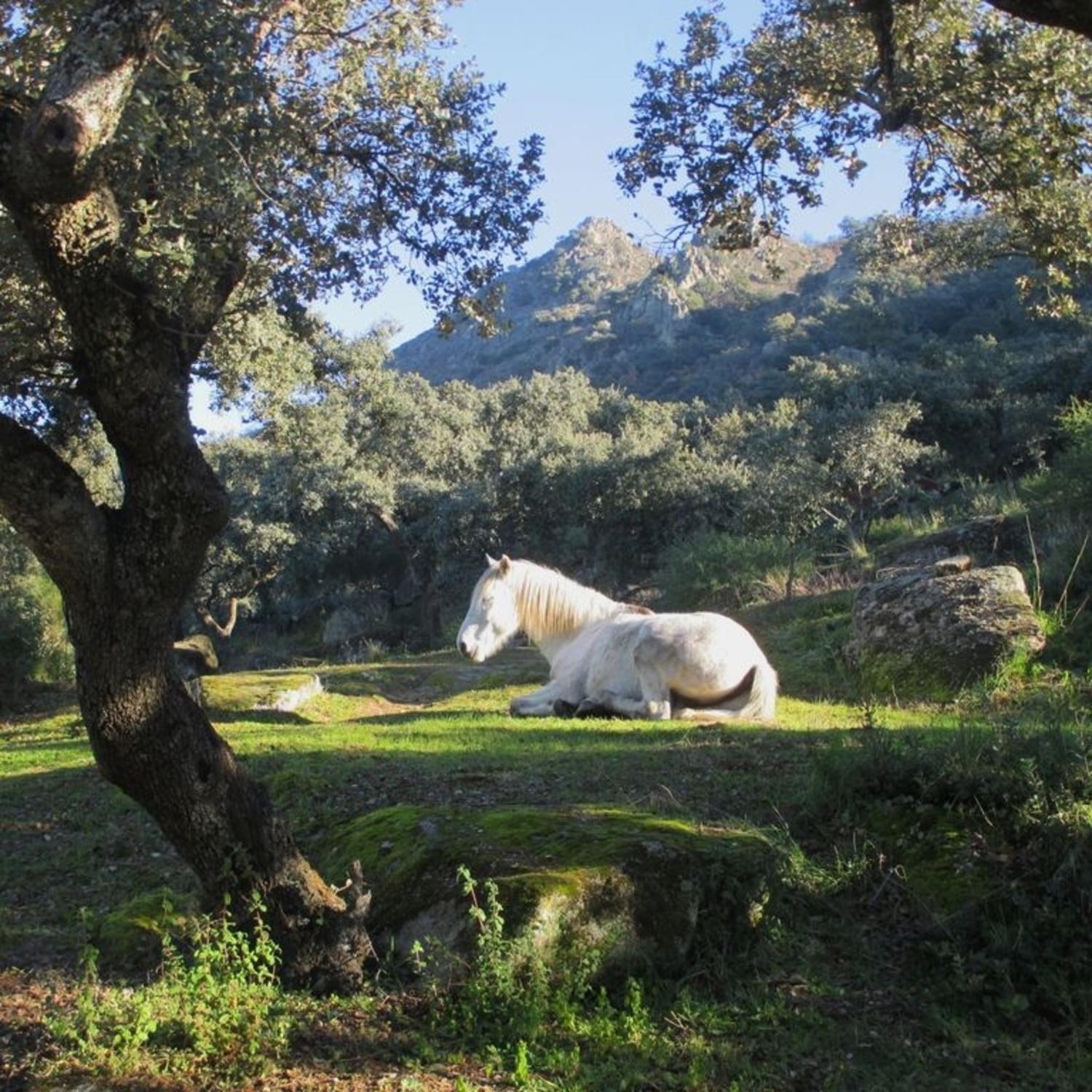 El Granero at Finca al-manzil view 2