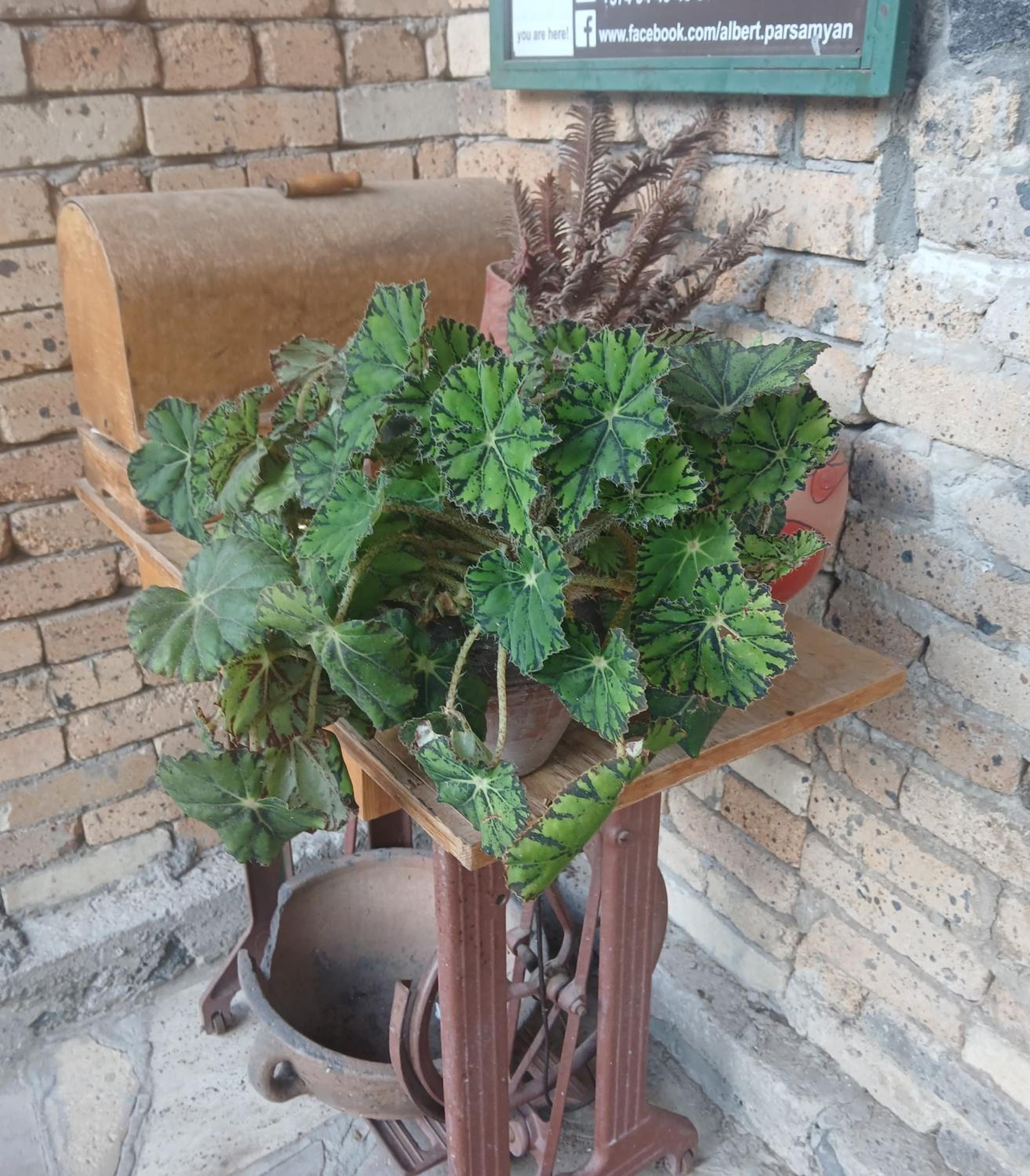 Parsamyan's family guest house and garden