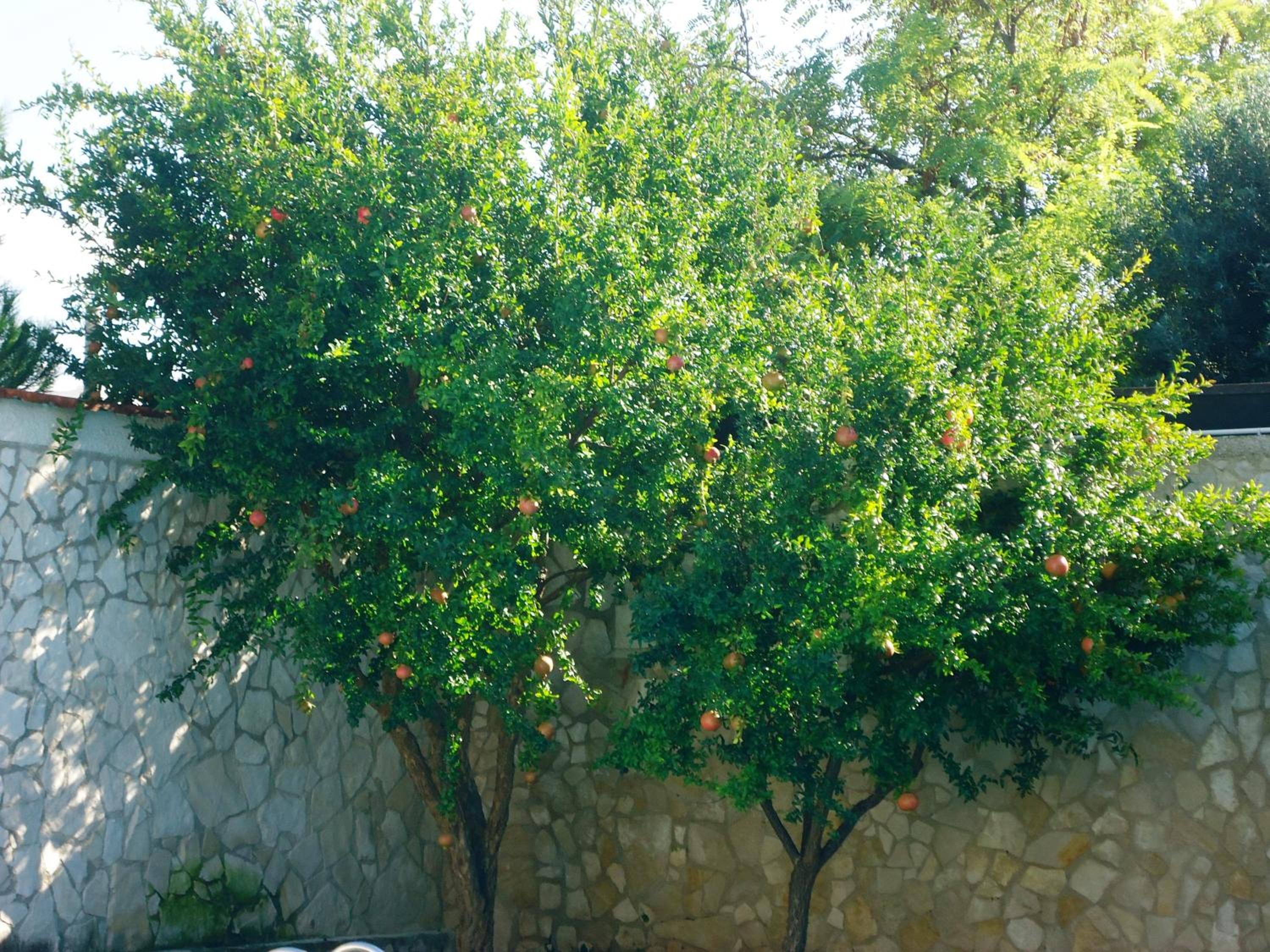 Villa Dafne