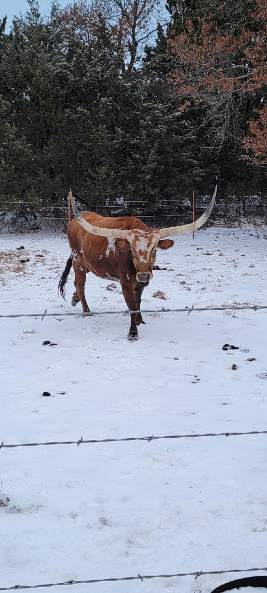 7 Hico Glamping Farm Animals Campfire near Glen Rose by Vacation Your Way