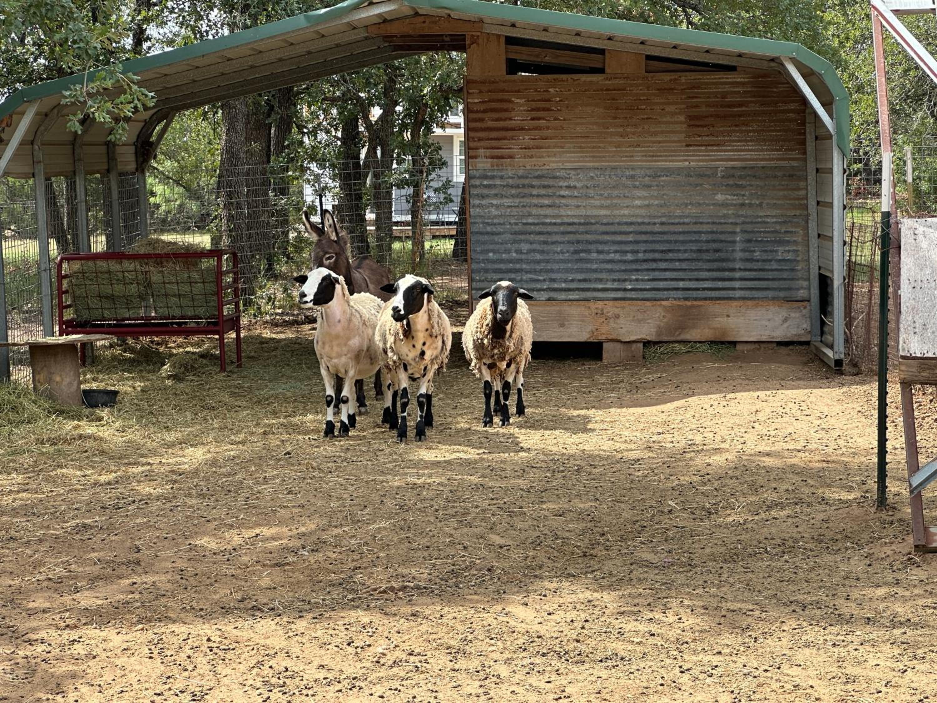 7 Hico Glamping Farm Animals Campfire near Glen Rose by Vacation Your Way