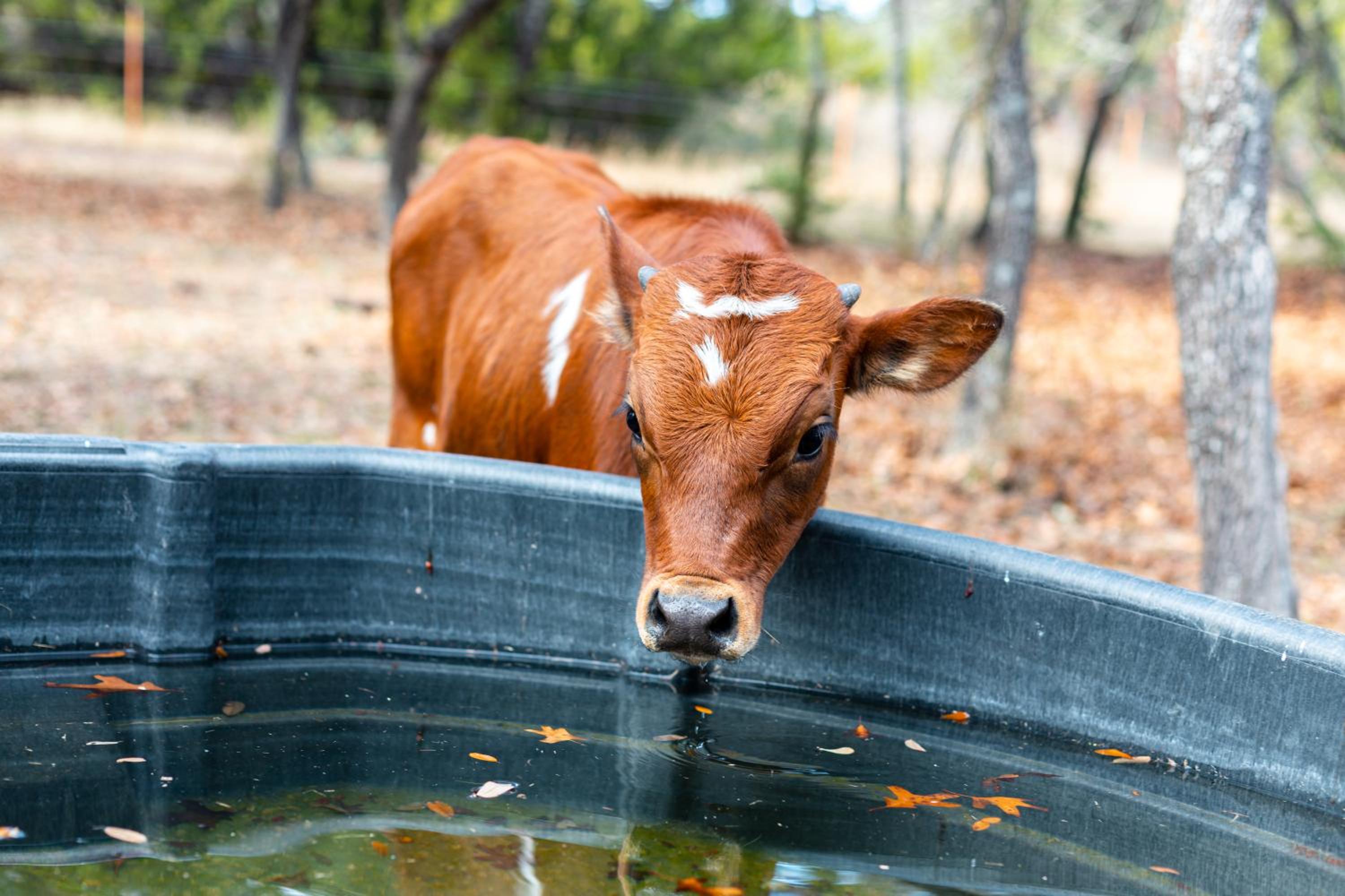 7 Hico Glamping Farm Animals Campfire near Glen Rose by Vacation Your Way