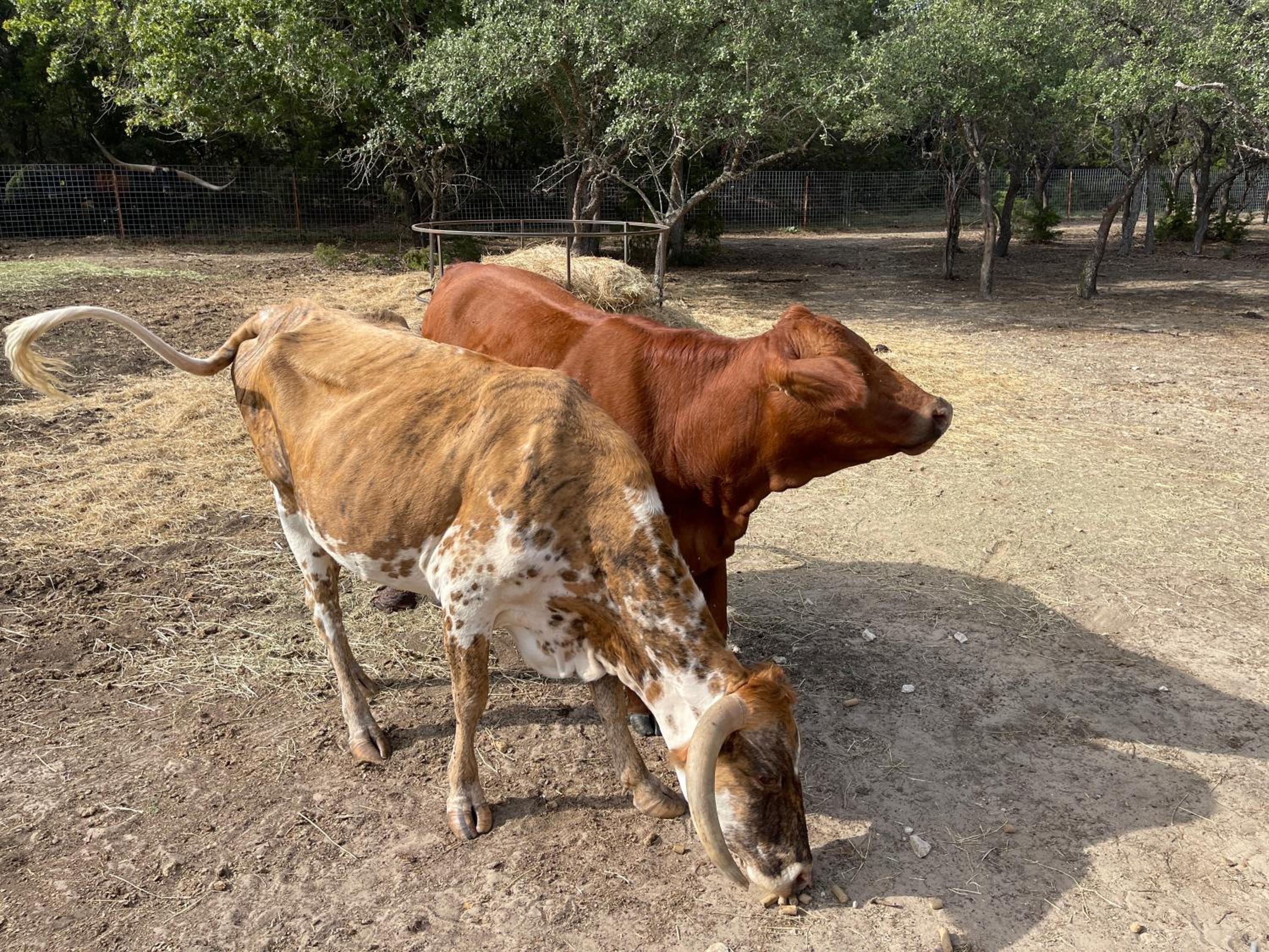 7 Hico Glamping Farm Animals Campfire near Glen Rose by Vacation Your Way