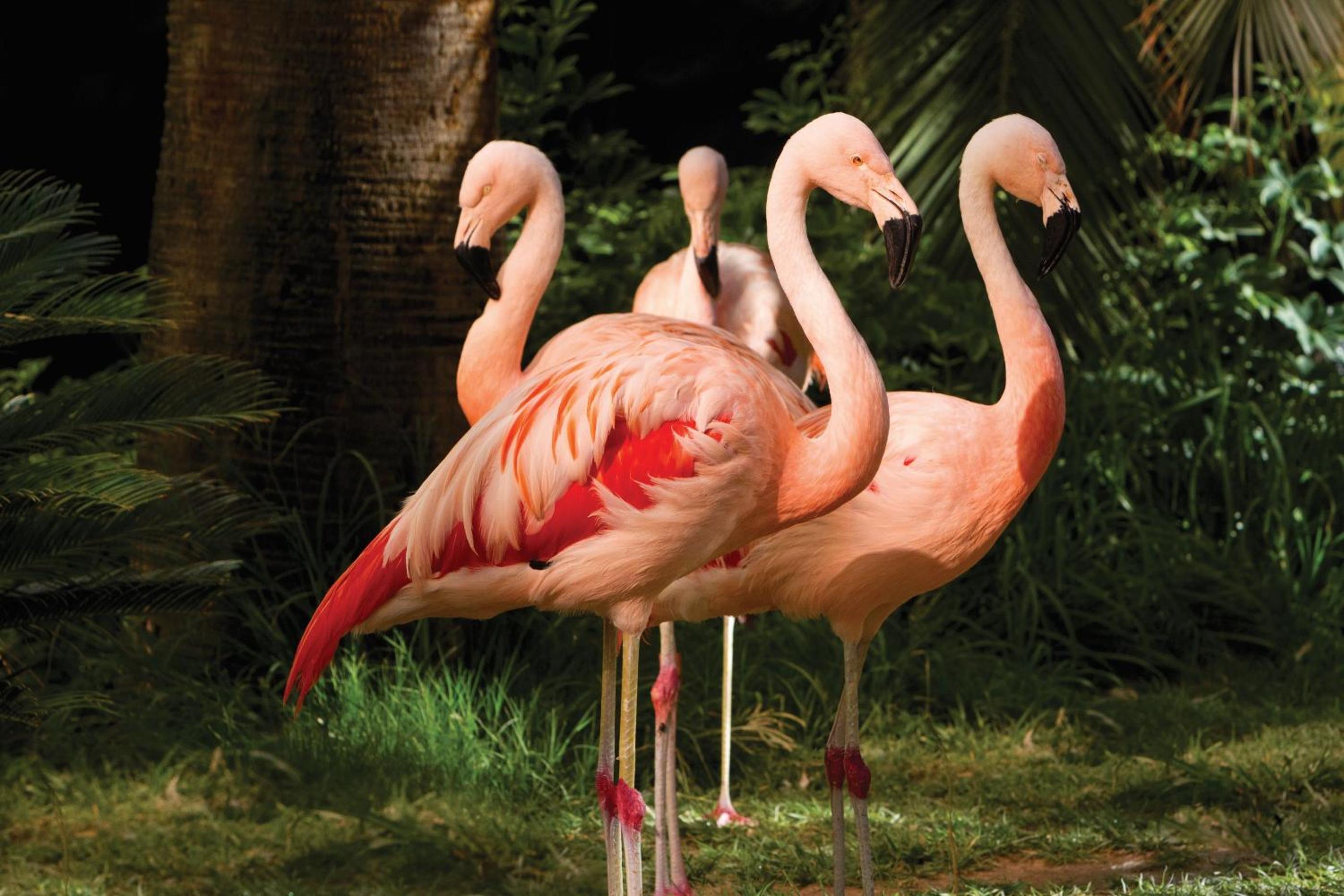 Flamingo Las Vegas Hotel & Casino, Billede 94
