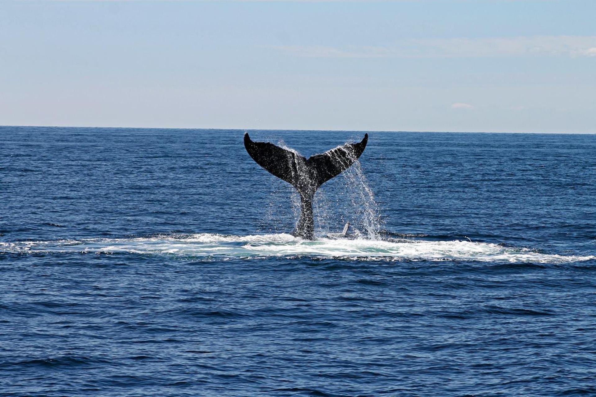 Whales Wombats Cape Paterson