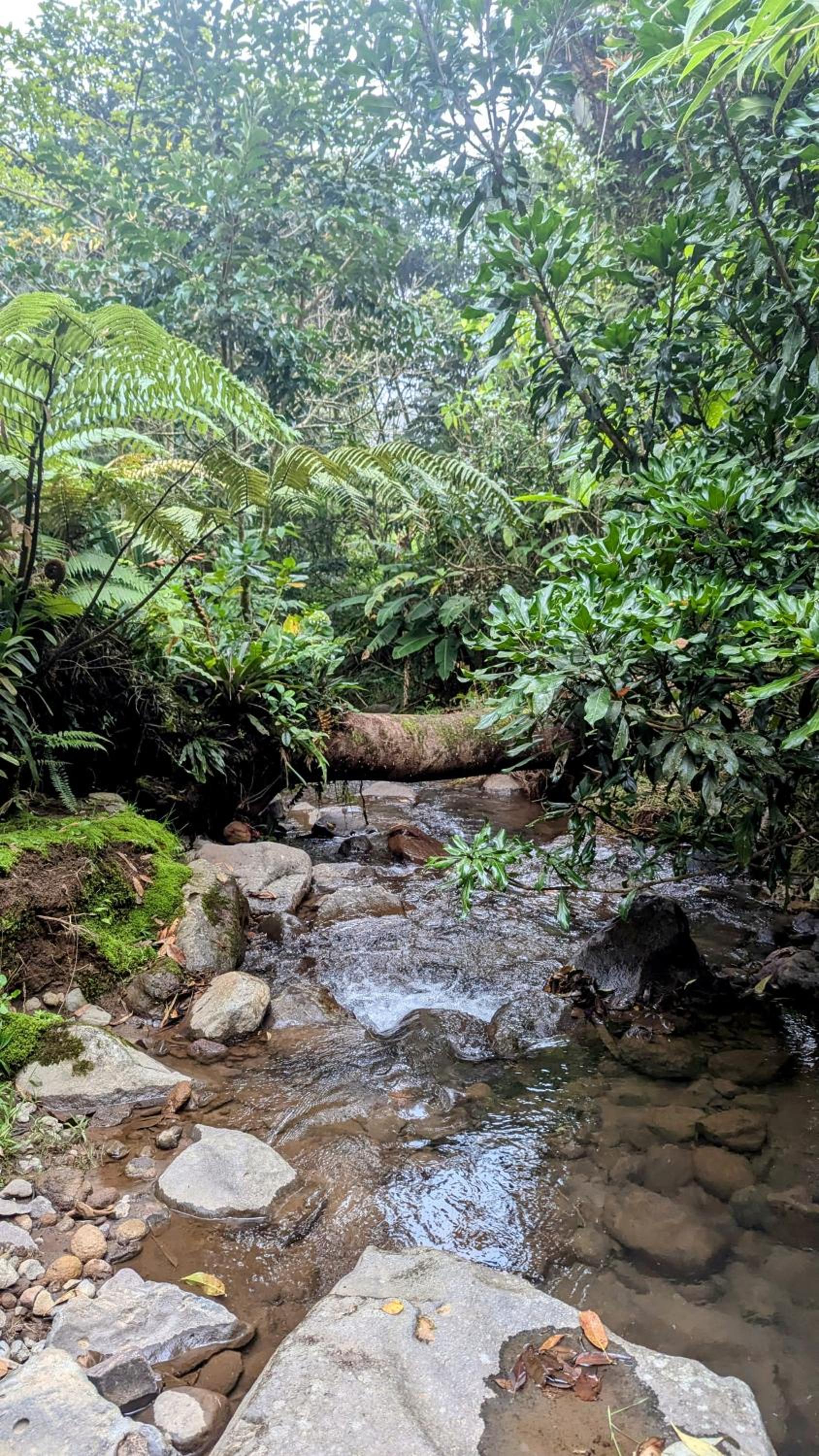 Olingo Monteverde - Stunning Home Near Adventure Parks