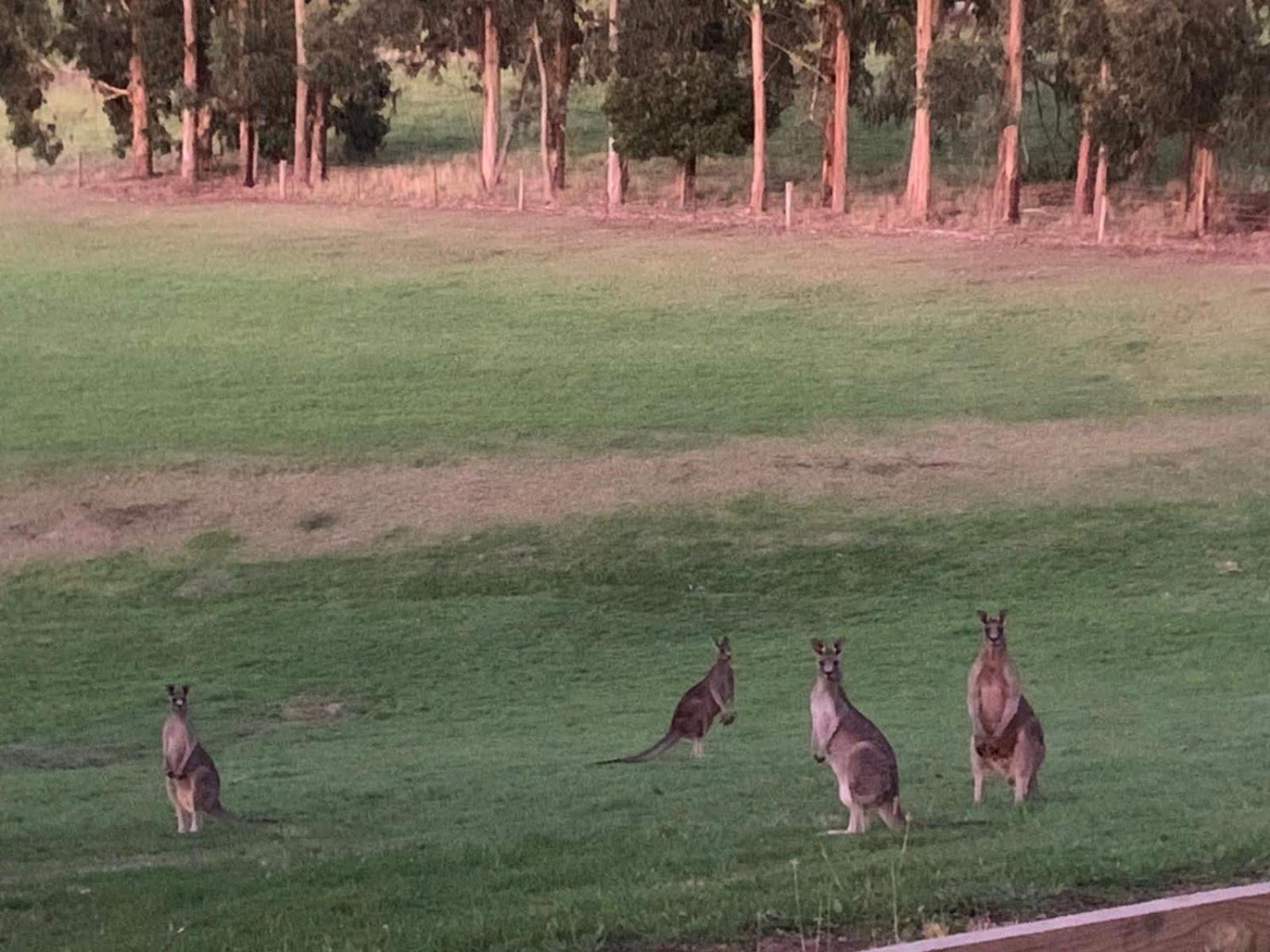 Paradiso Kinglake