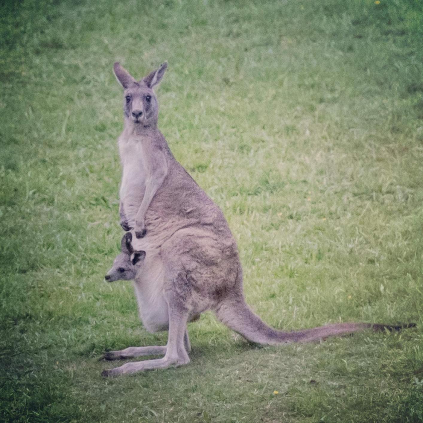 Paradiso Kinglake