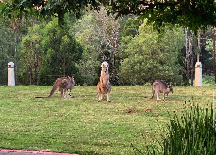 Paradiso Kinglake