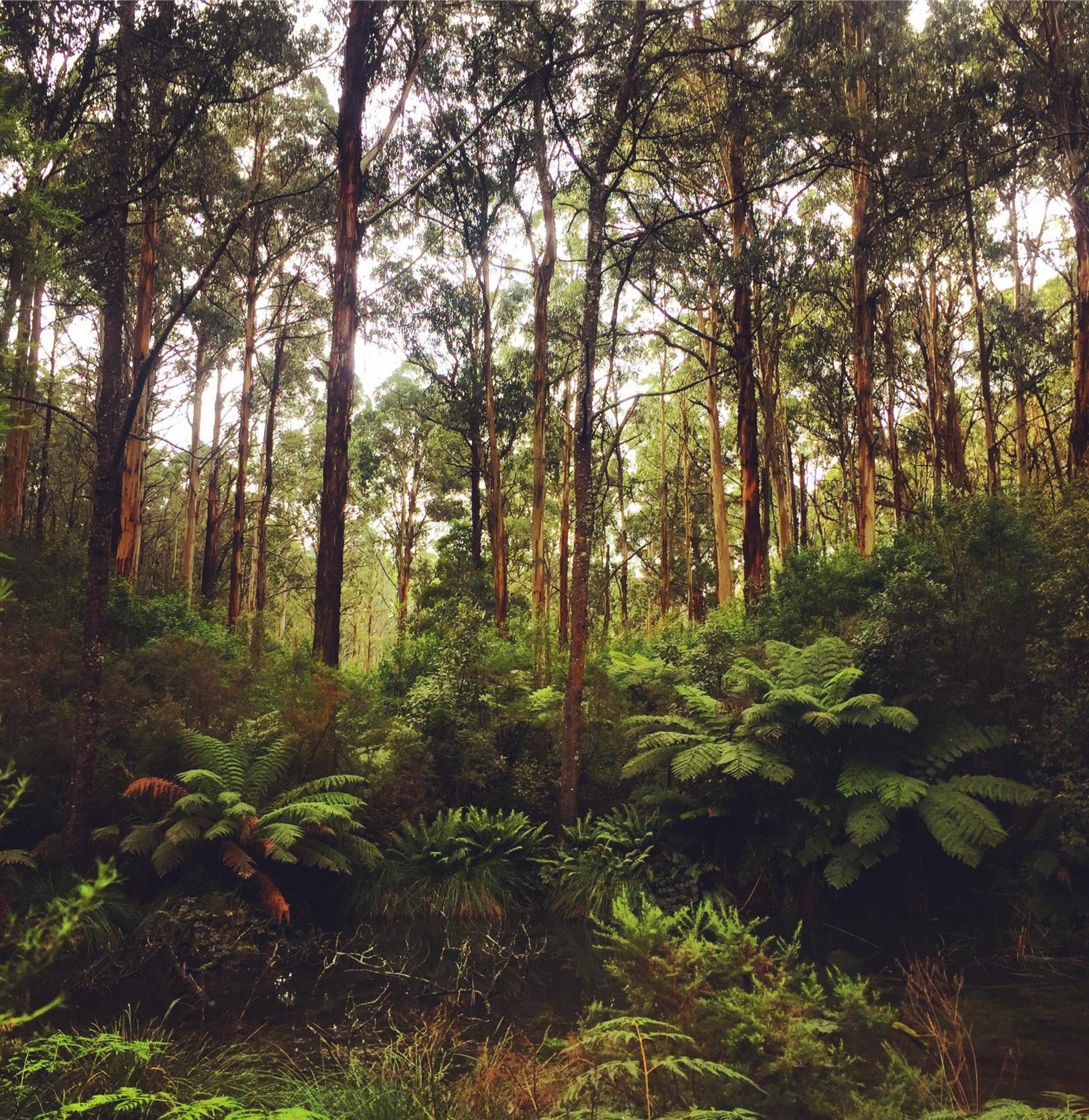 Paradiso Kinglake