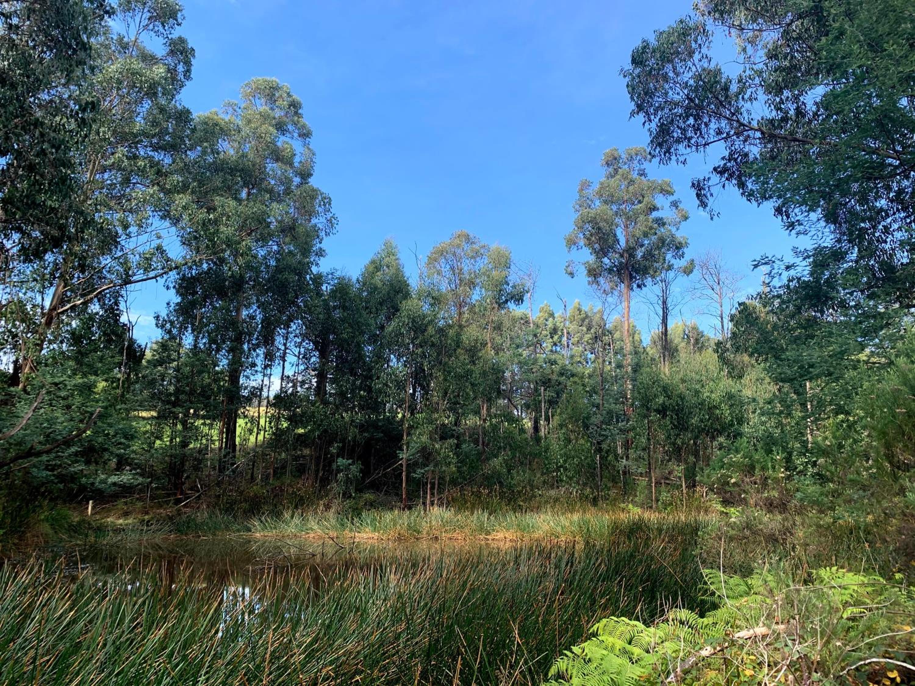 Paradiso Kinglake