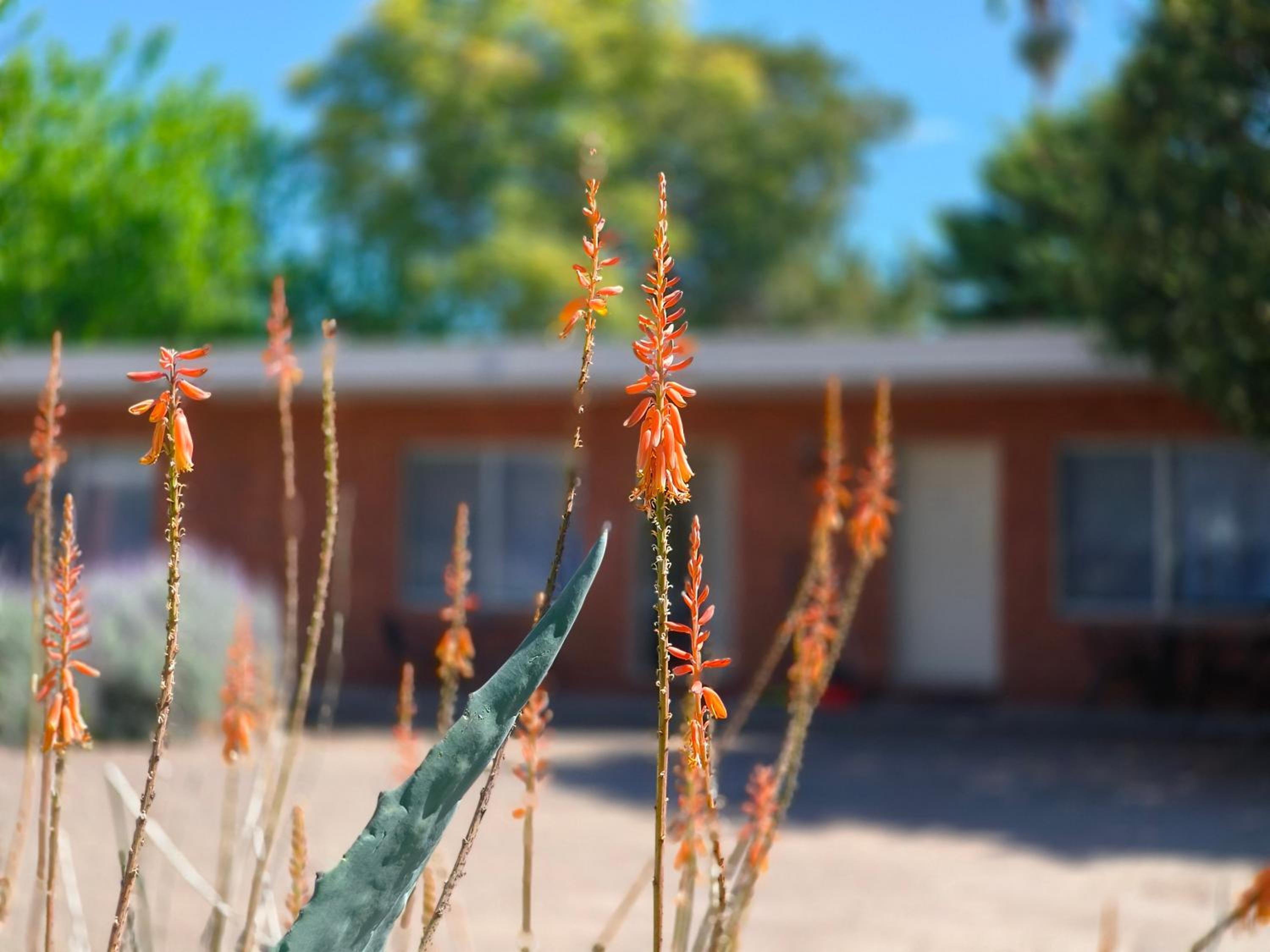 Red Chief Motel