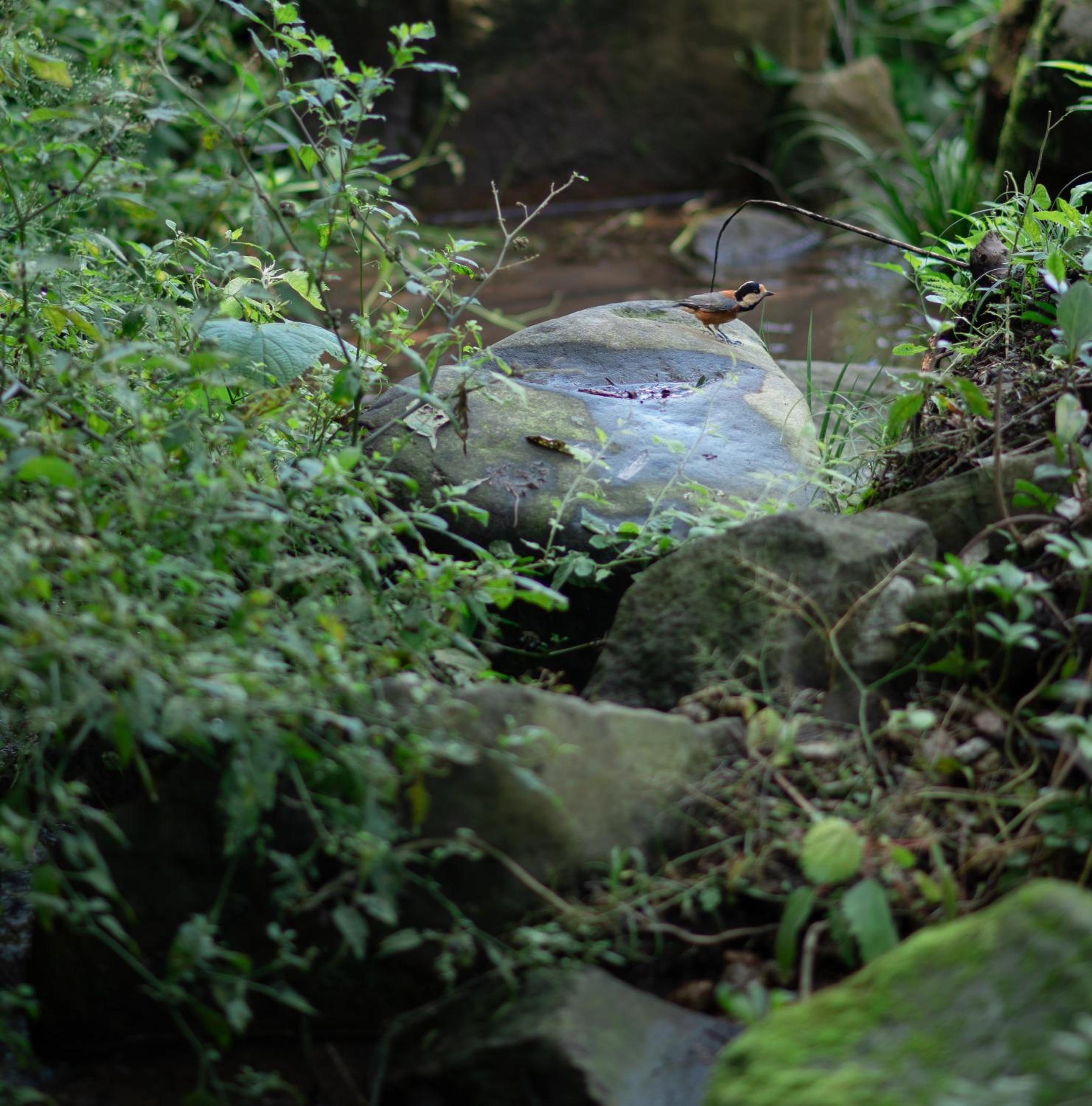 Photo 42