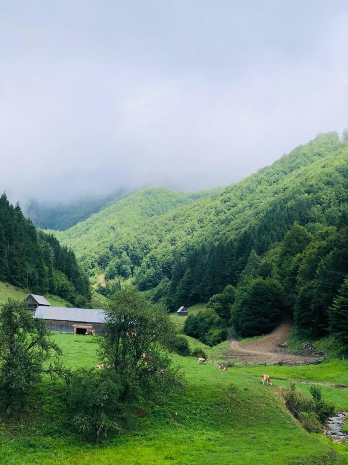 Cabana Țibleș Bichigiu view 2