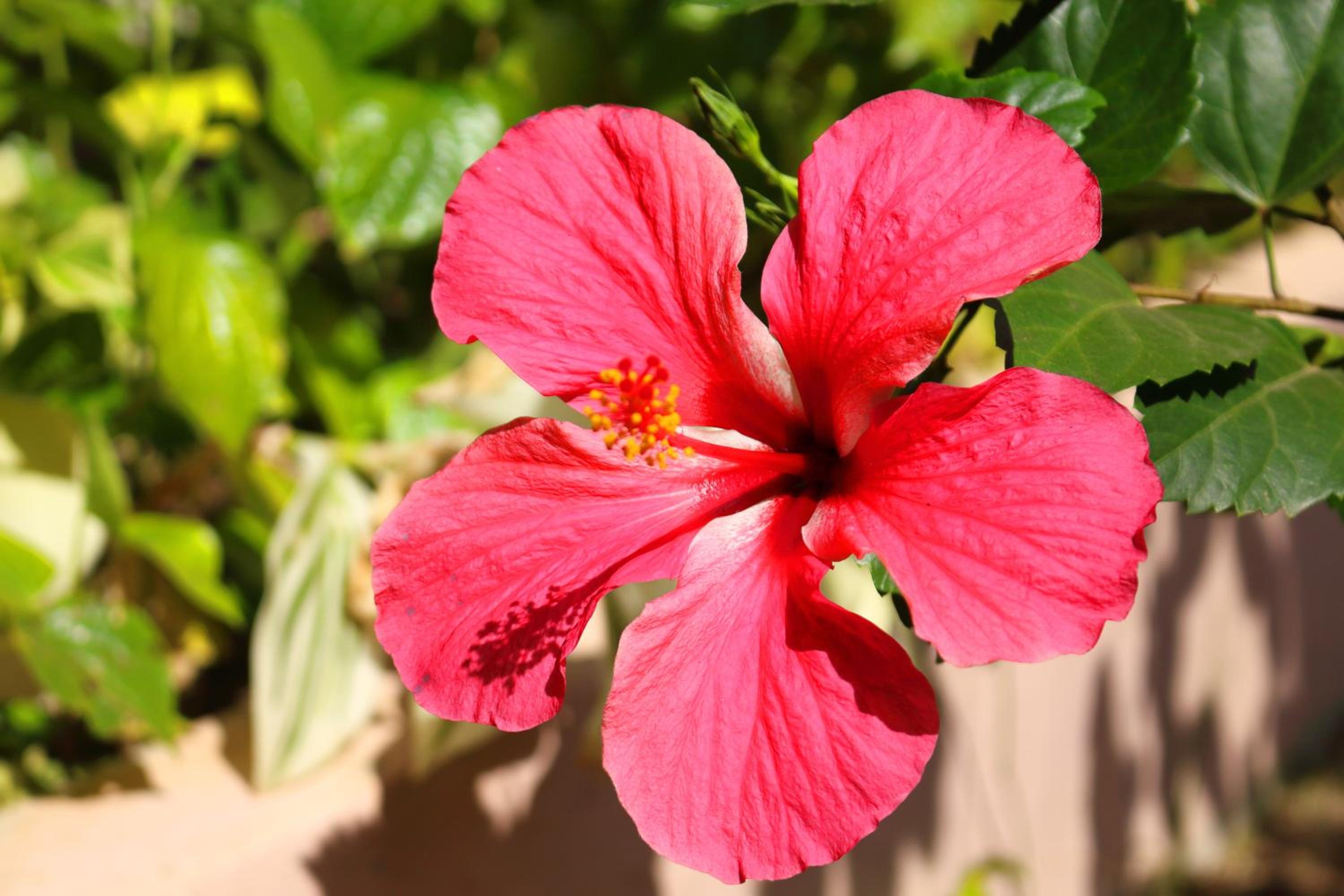 D4 Waikoloa Fairway Villas