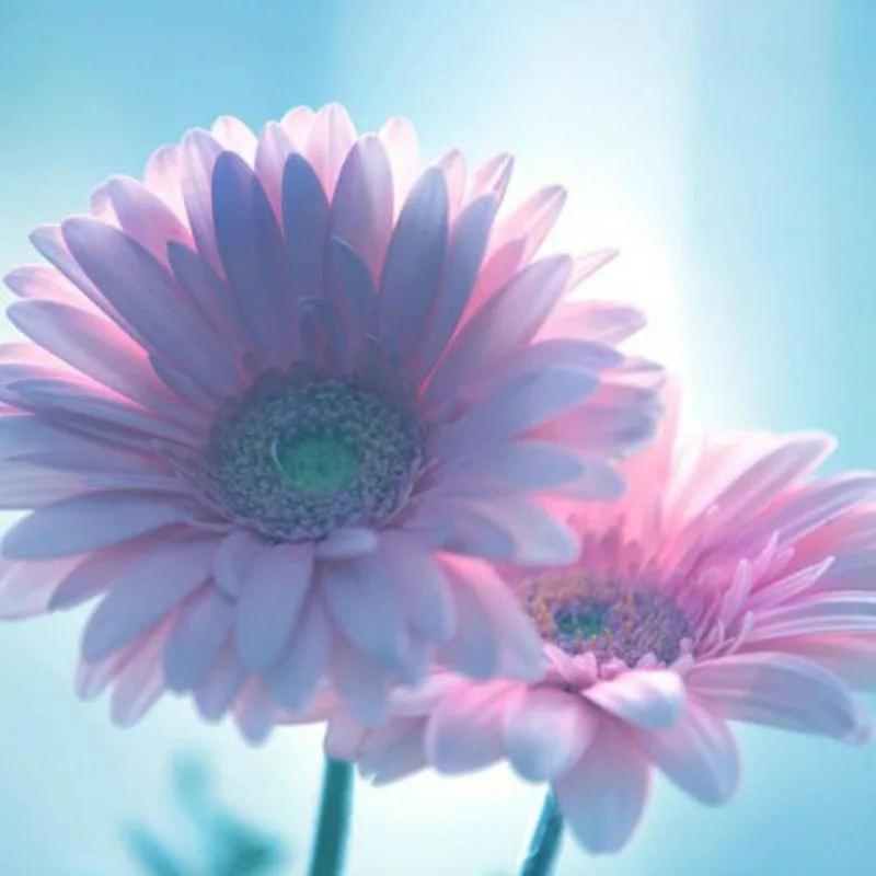 Batumi Apartment Gerbera