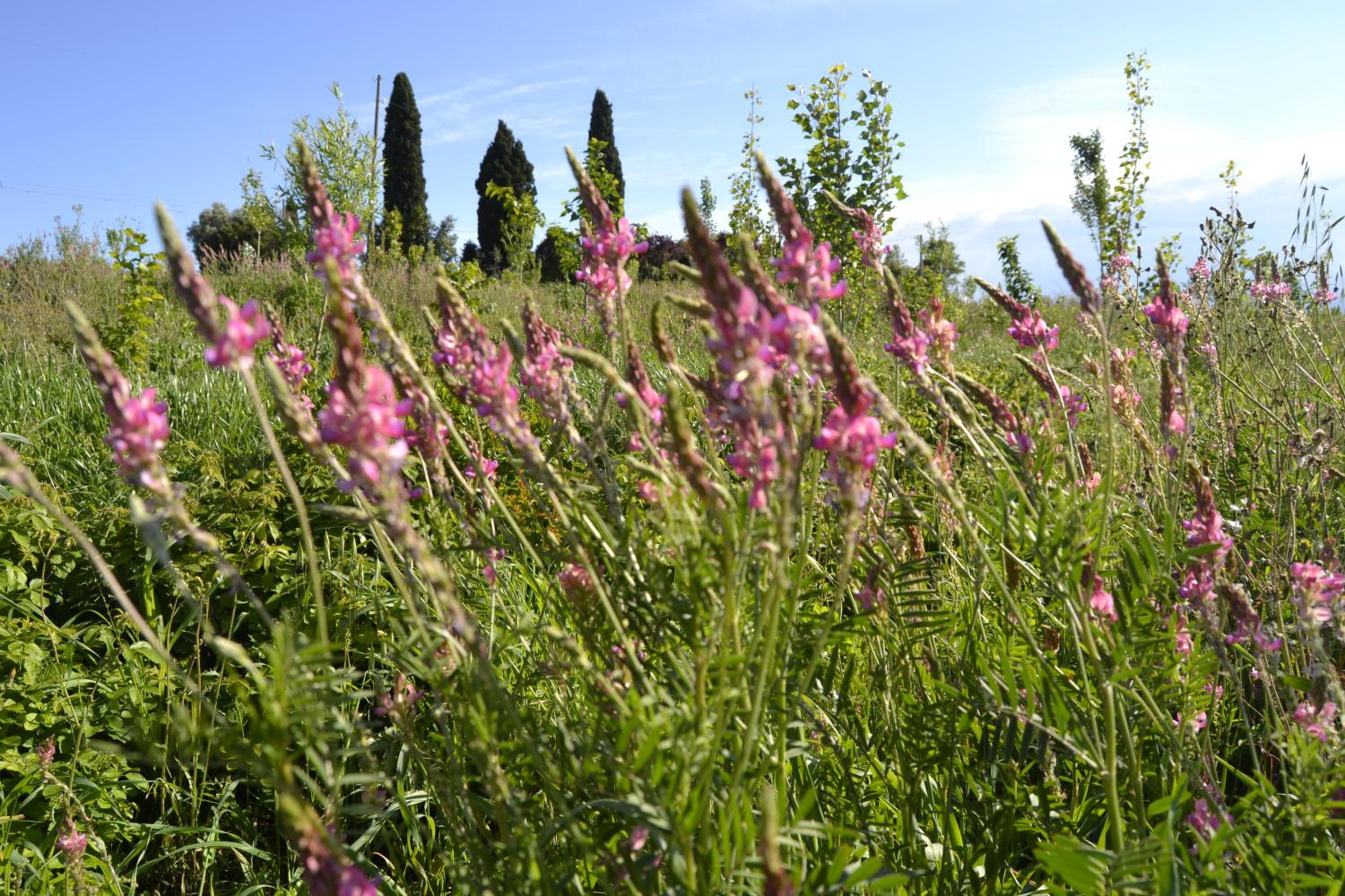Agriturismo Boschetto
