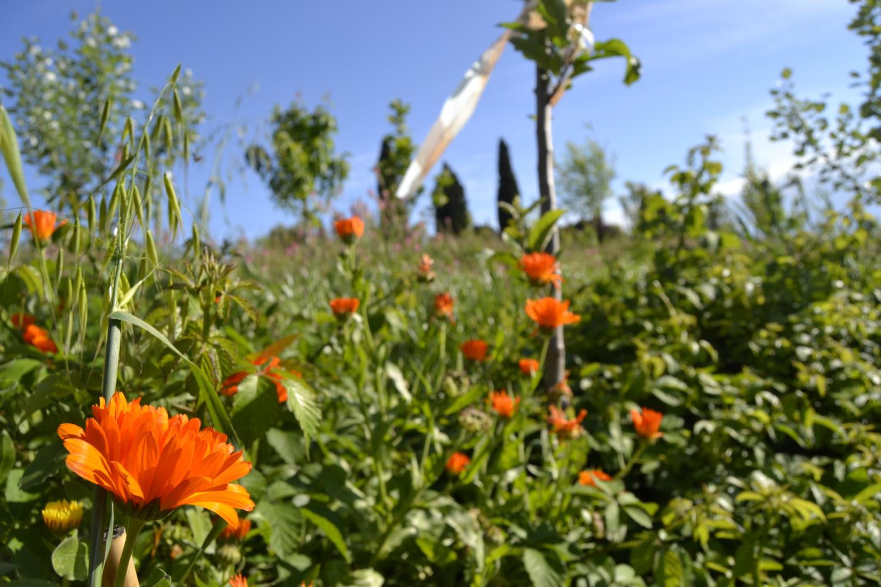 Agriturismo Boschetto