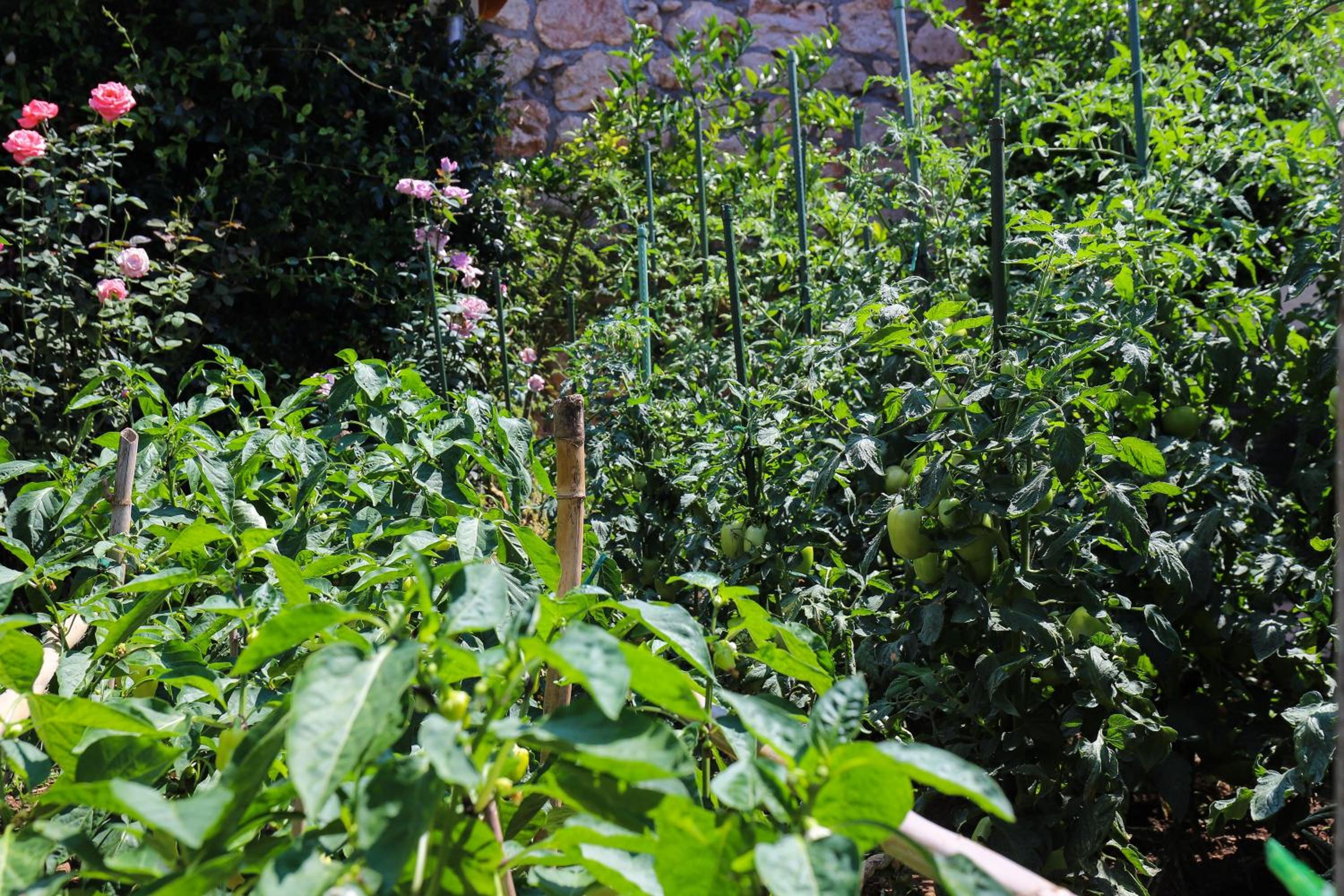 Apartment Garden M&M