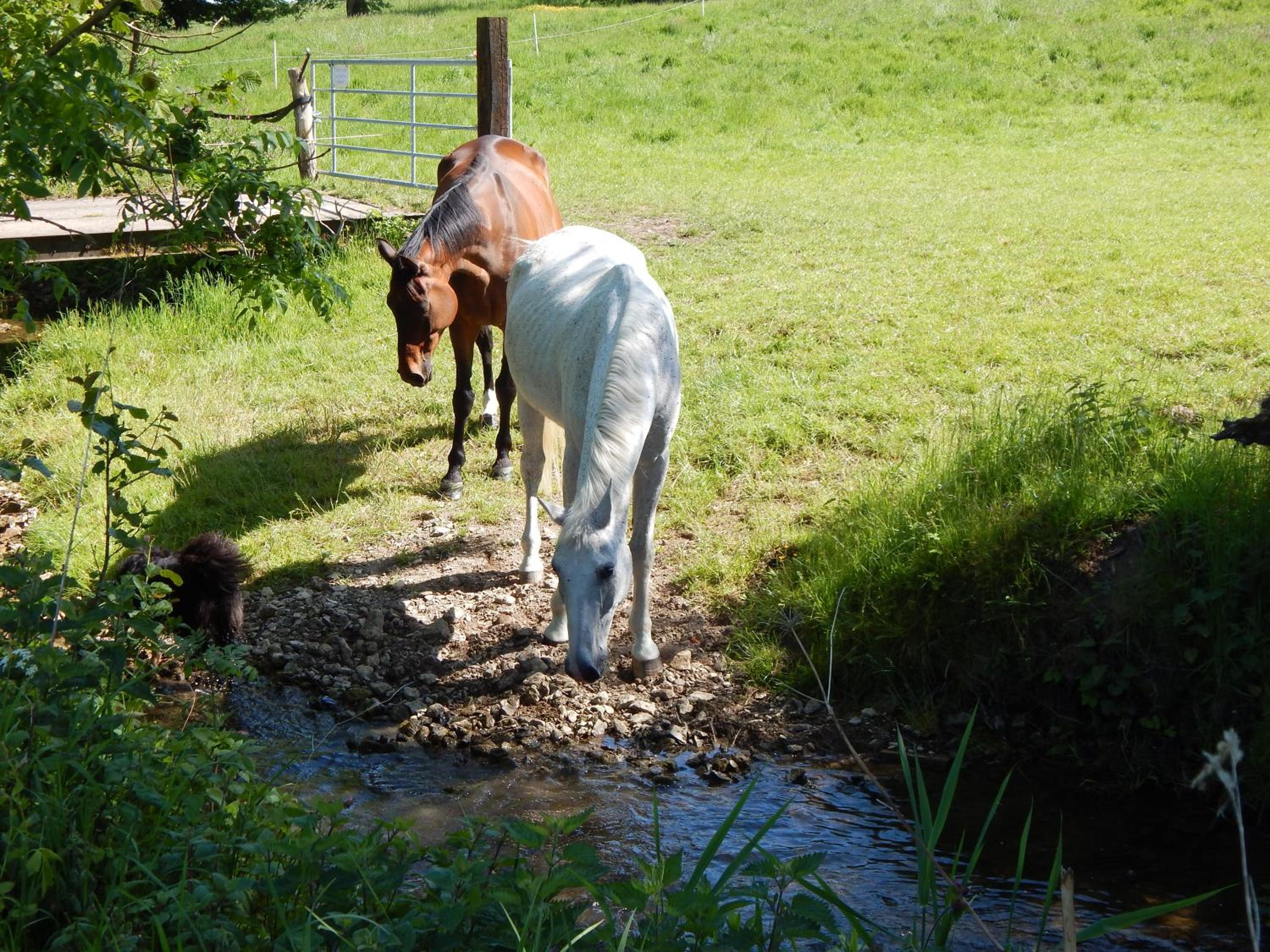 Reiter- und Ferienhof Redder, photo 30