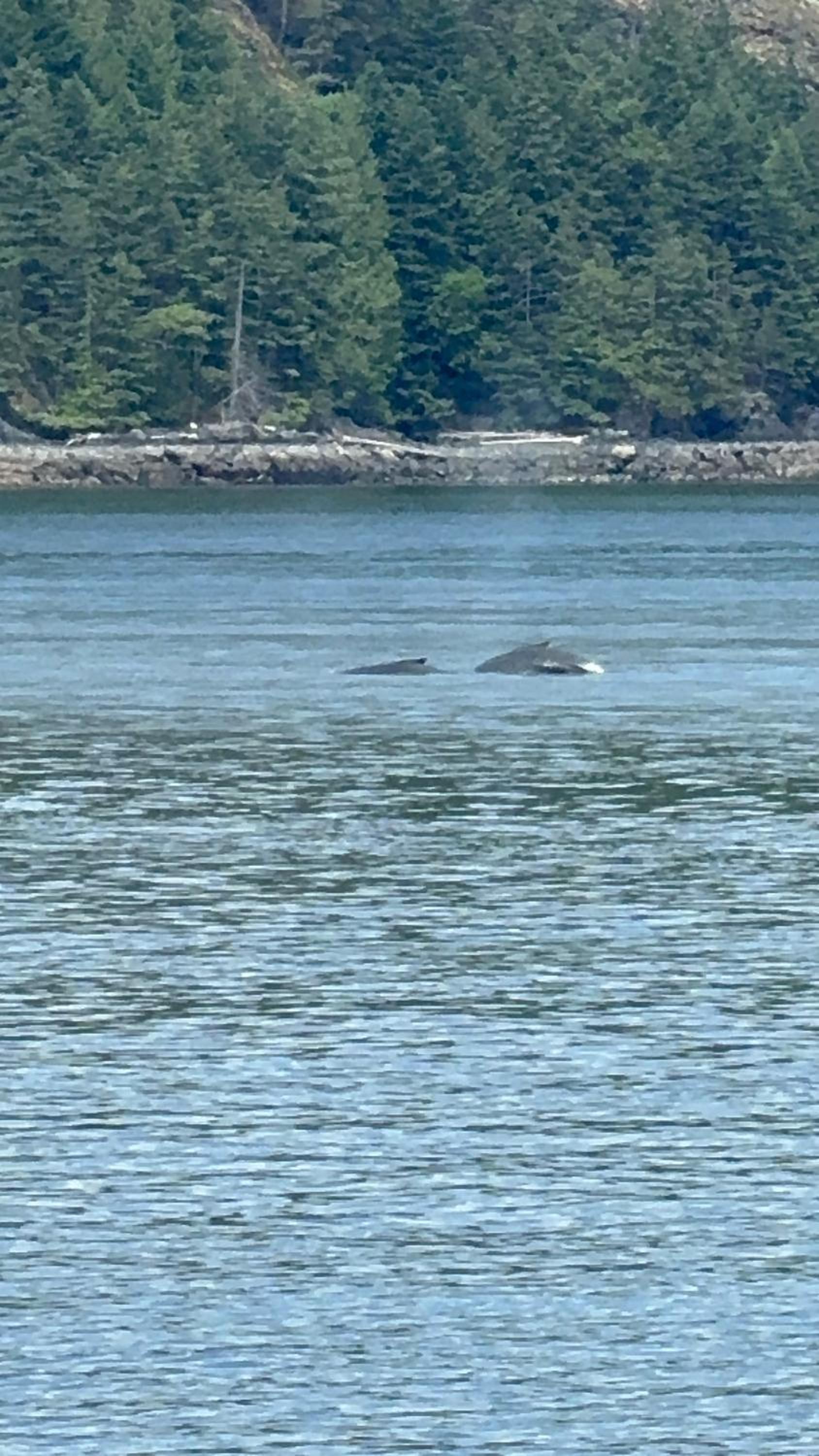 Whales house