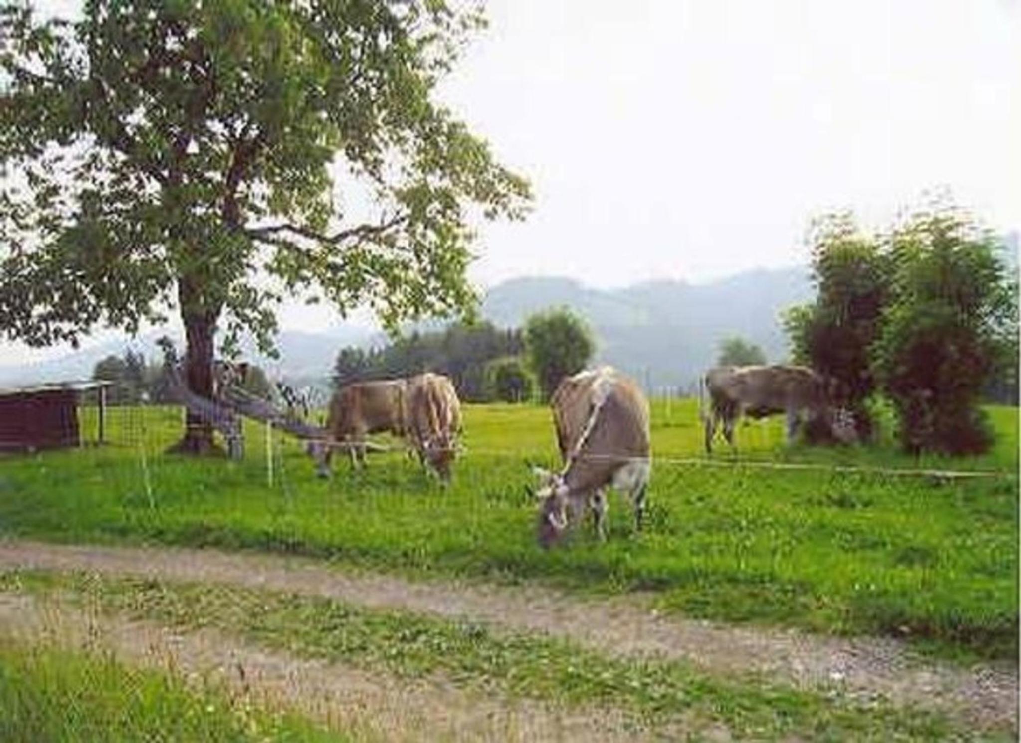 Bauernhof Ufem Berg