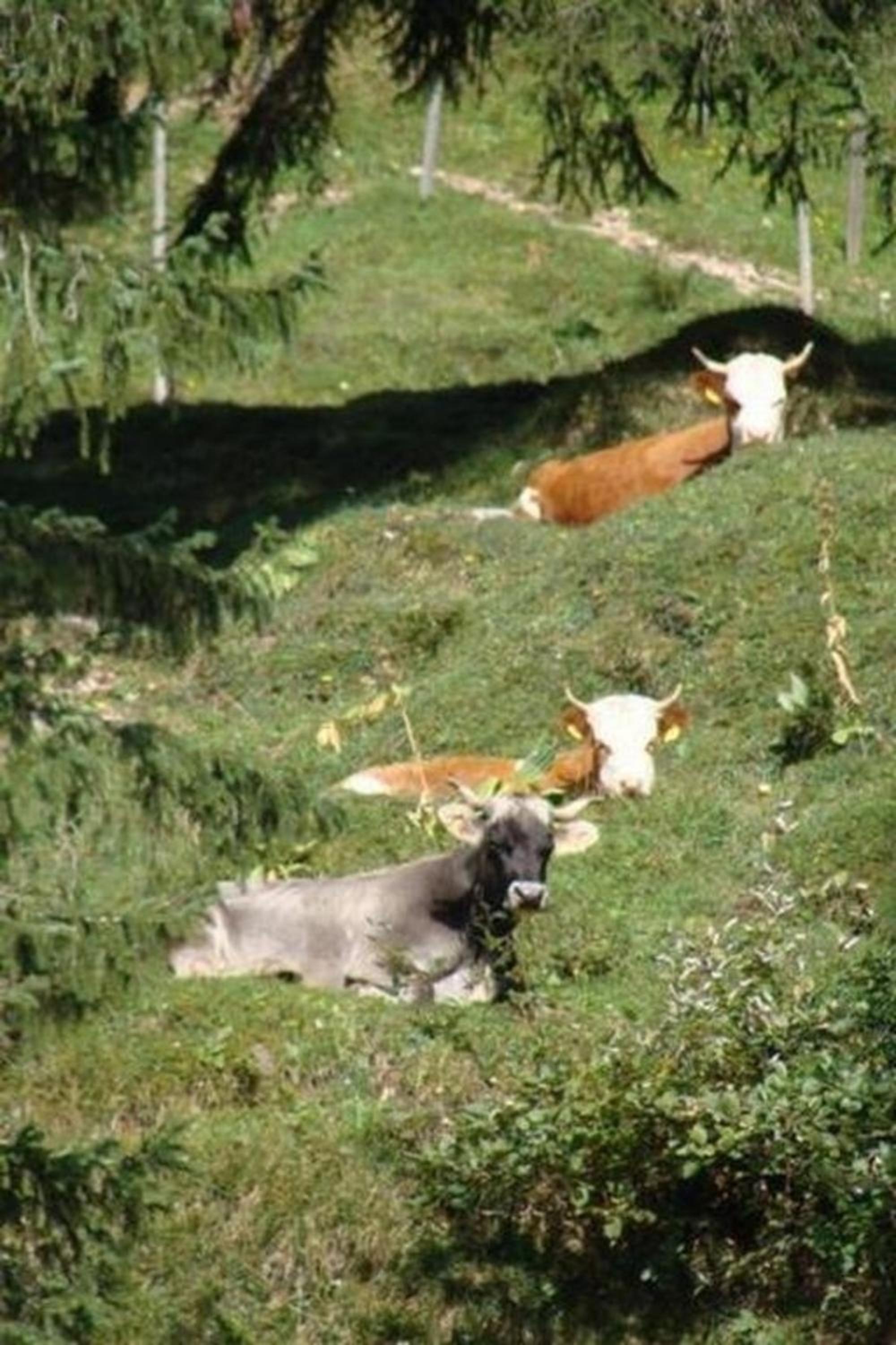 Mountain Nature Stay