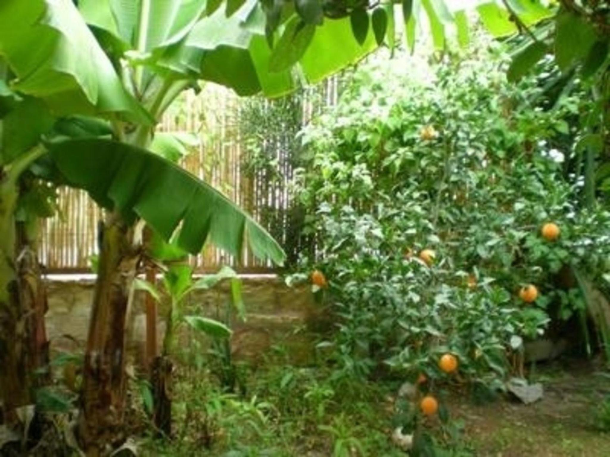 Spiti Papaya