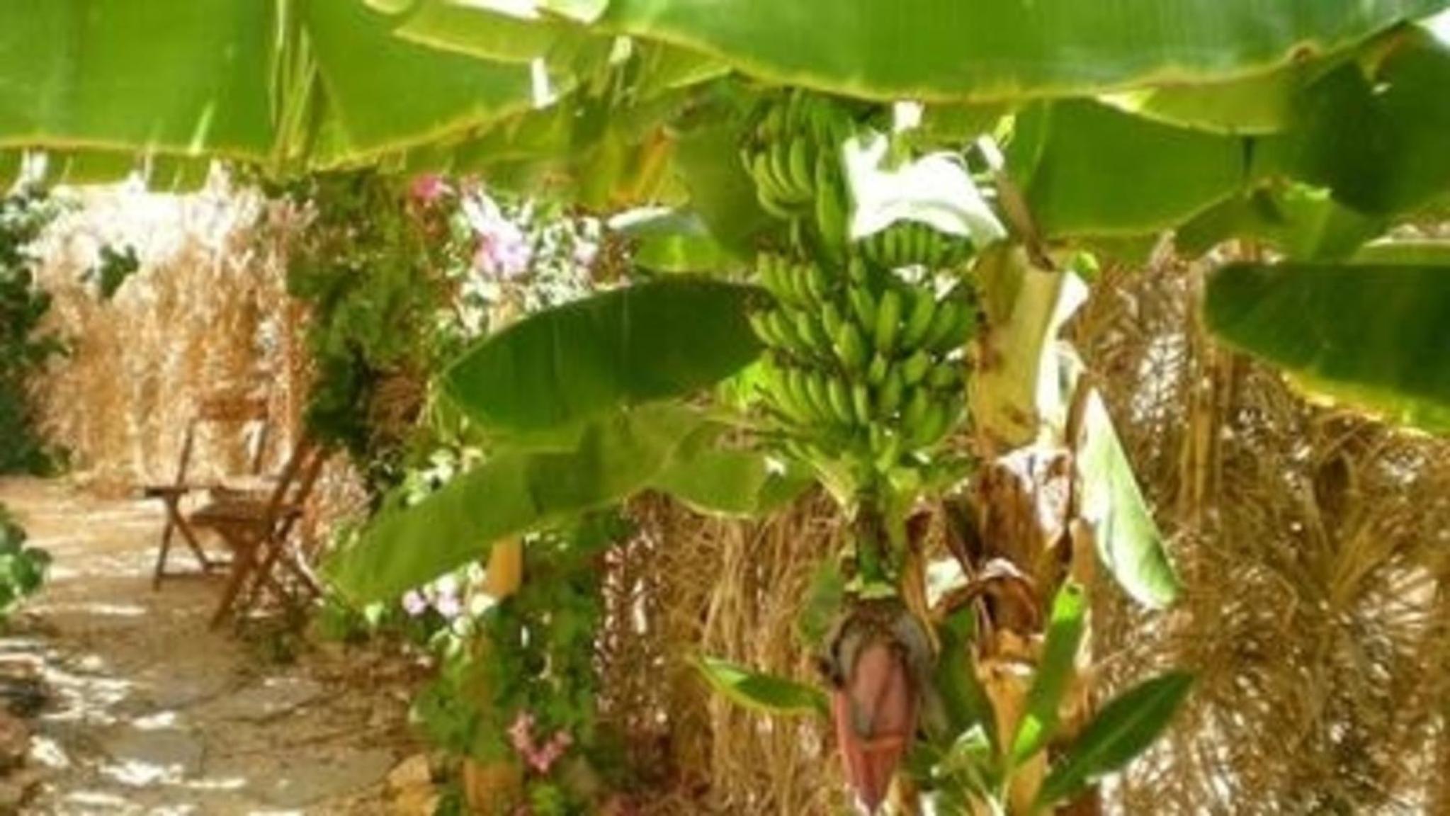 Spiti Papaya