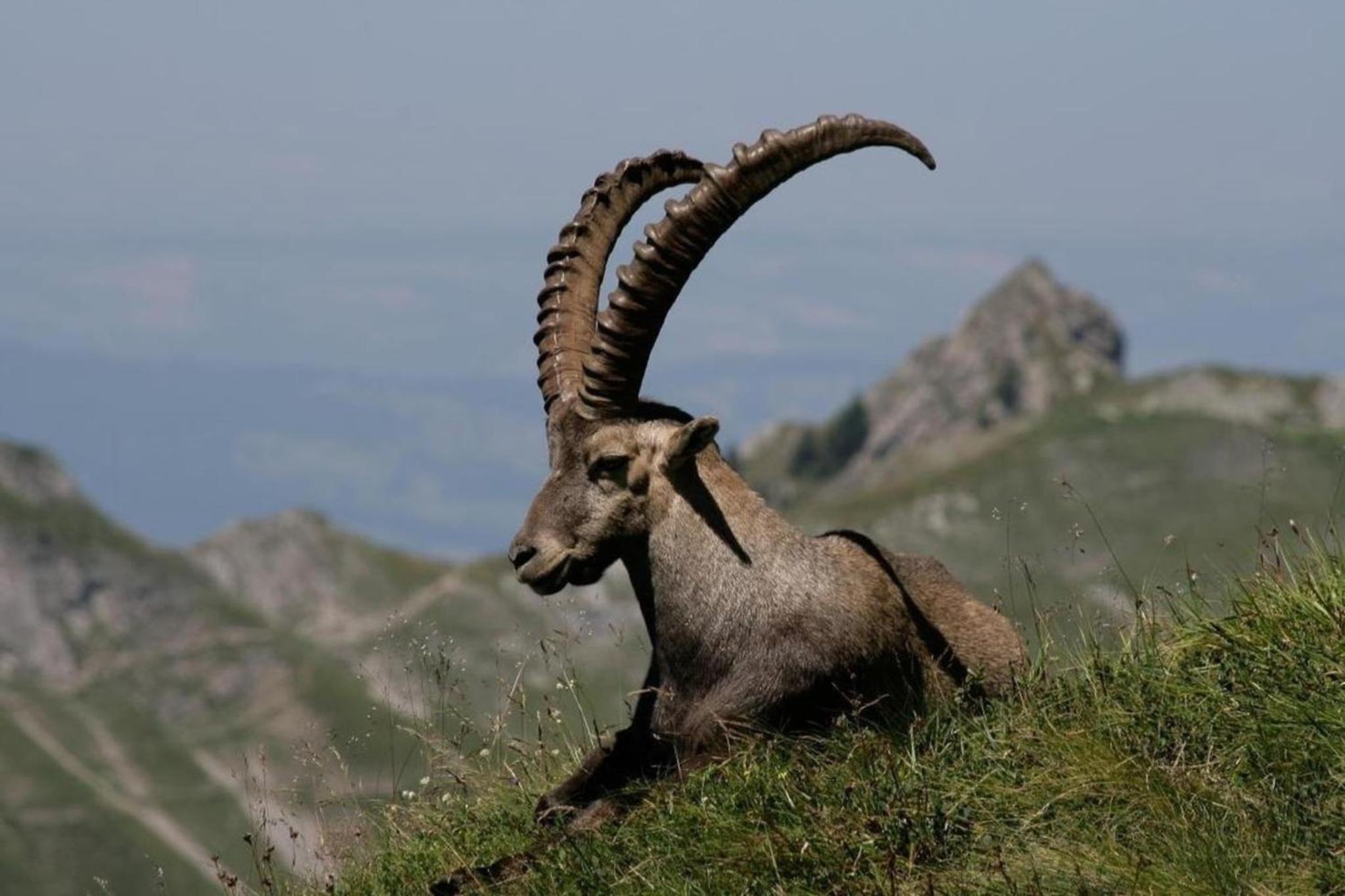 3-Zi-FeWo Gehrihornblick