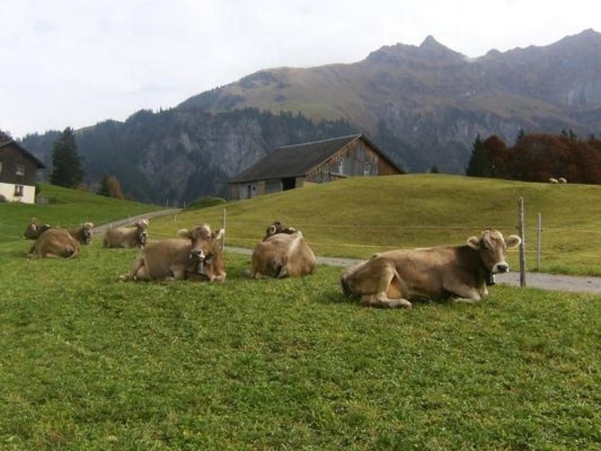 Ferien im grünen rechts