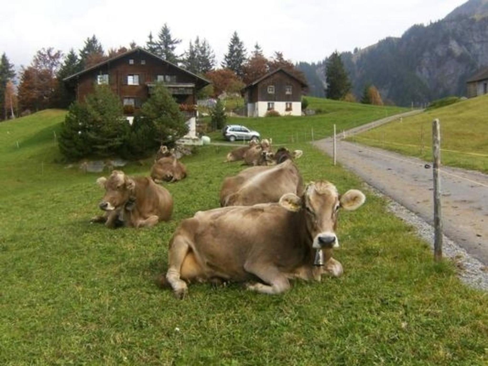 Ferien im grünen links