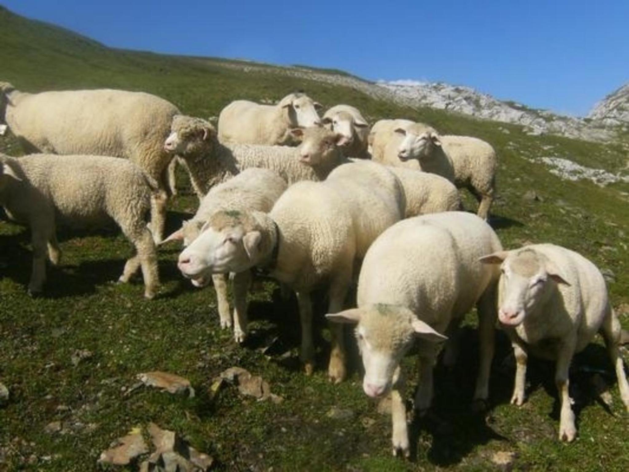 Ferien im grünen links