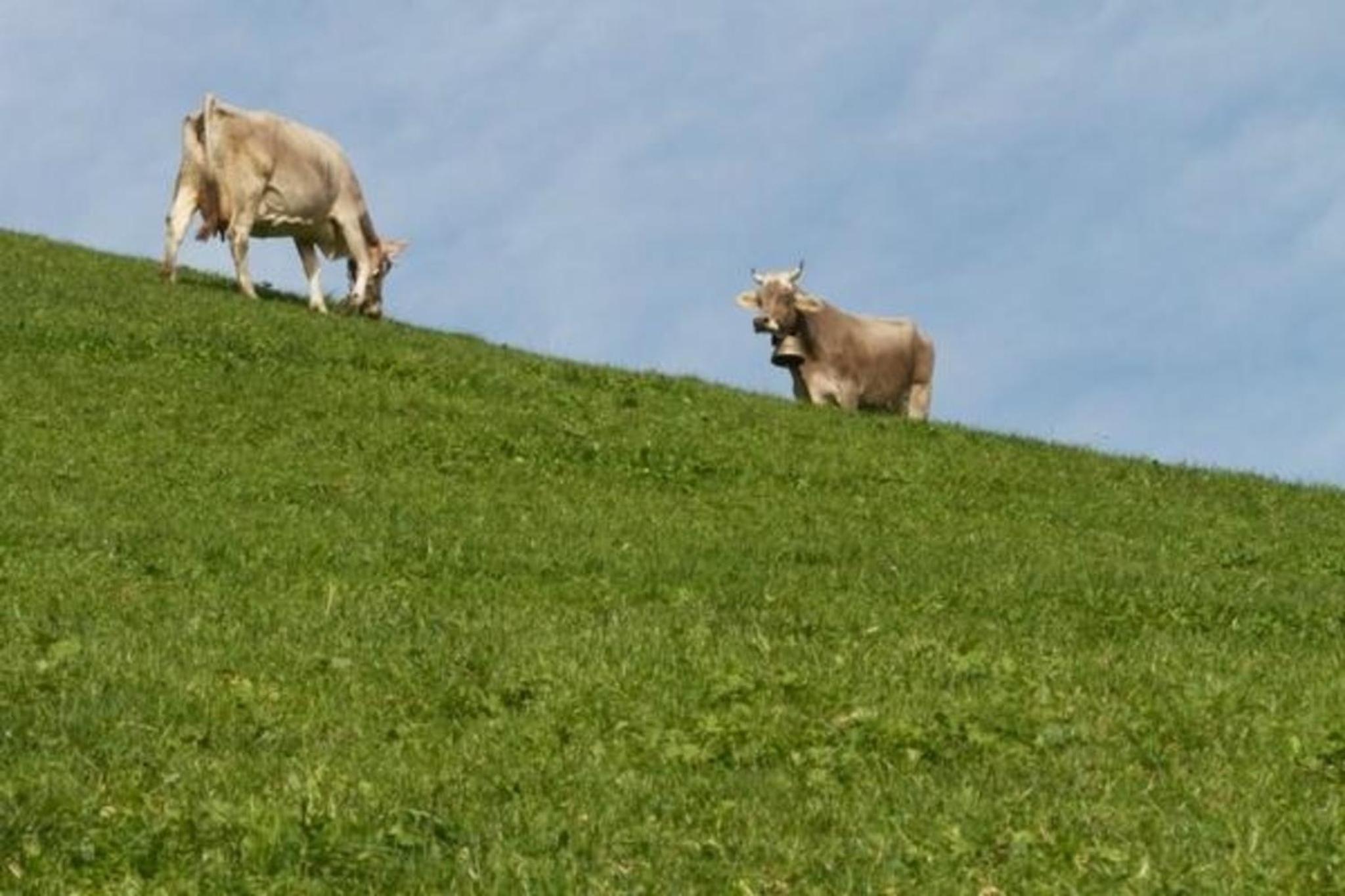 Bauernhof Hasenbüel