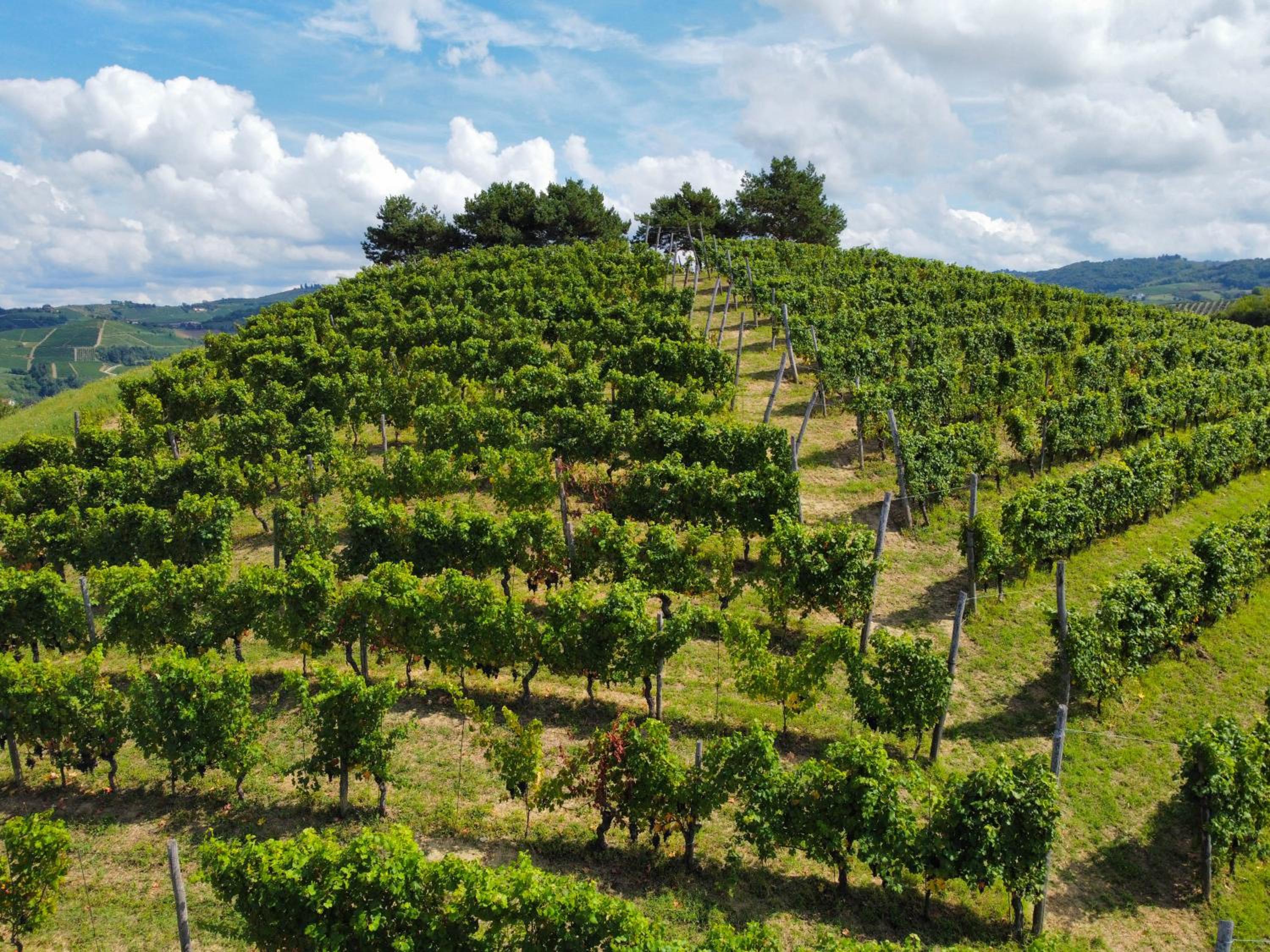 Il Girasole Apartments - Langhe view 2