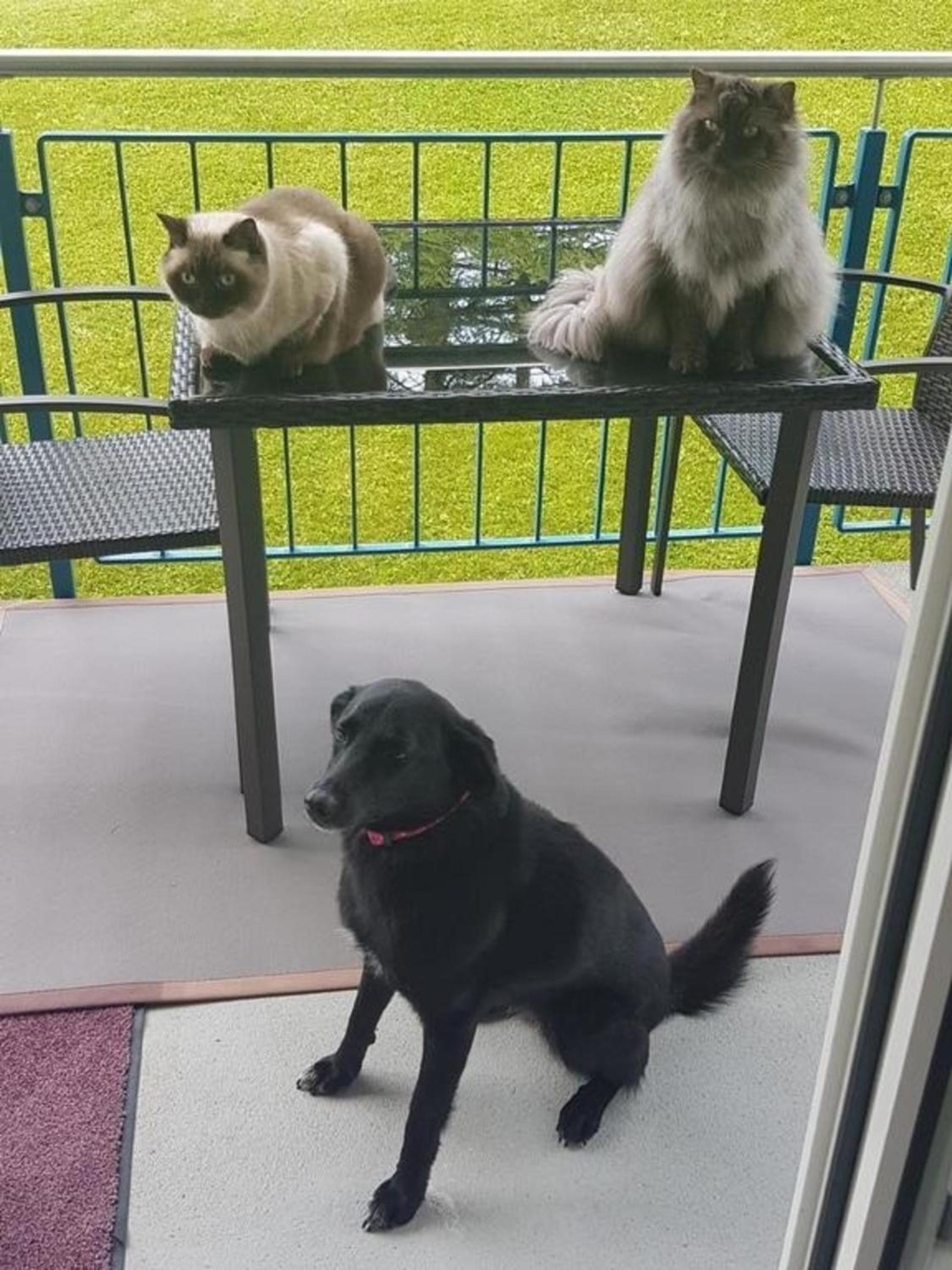 Erholung in Wildhaus mit Bergsicht
