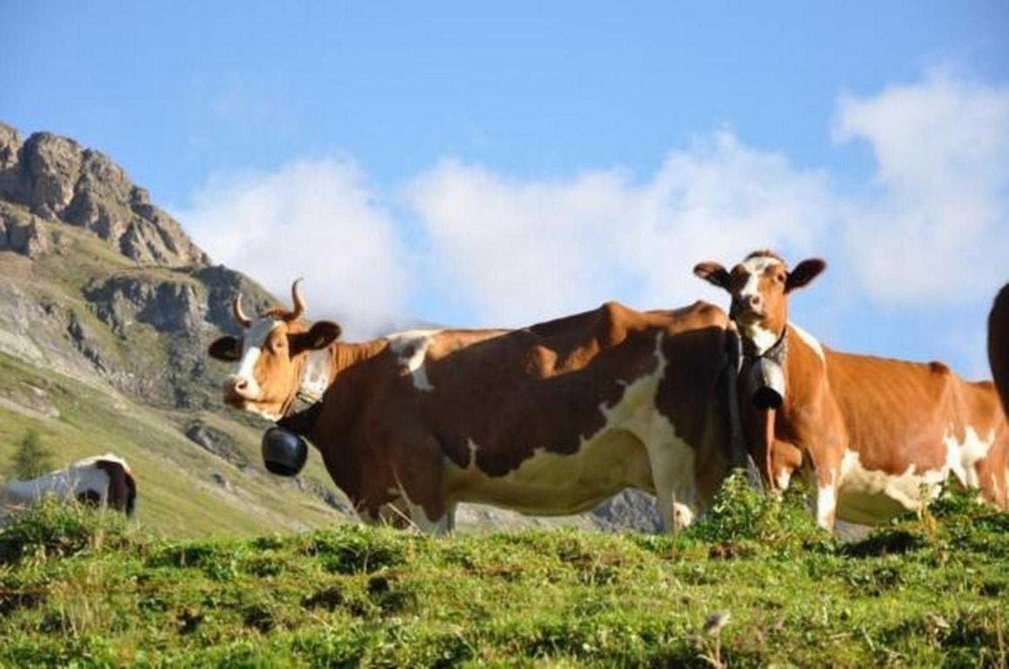 Zimmer in uriger rustikalen Alphütte auf bewirtschafteter Alp hoch in den Bergen, inkl VP