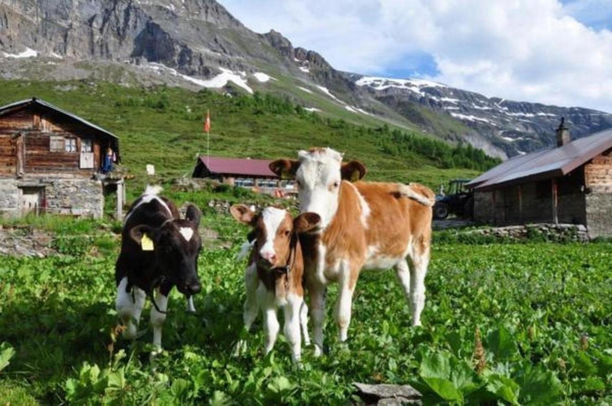 Zimmer in uriger rustikalen Alphütte auf bewirtschafteter Alp hoch in den Bergen, inkl VP