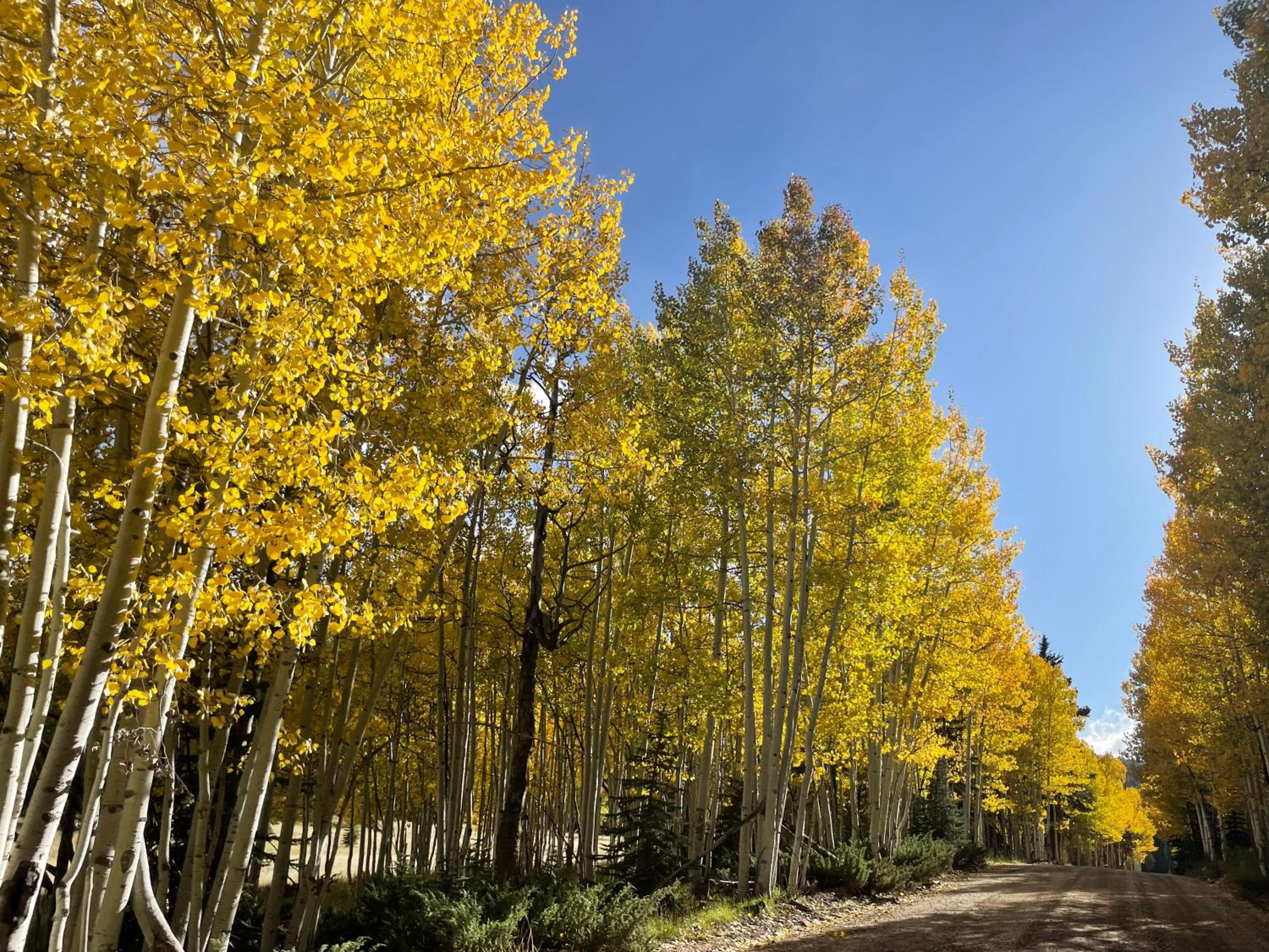 Torreys Getaway Cabin