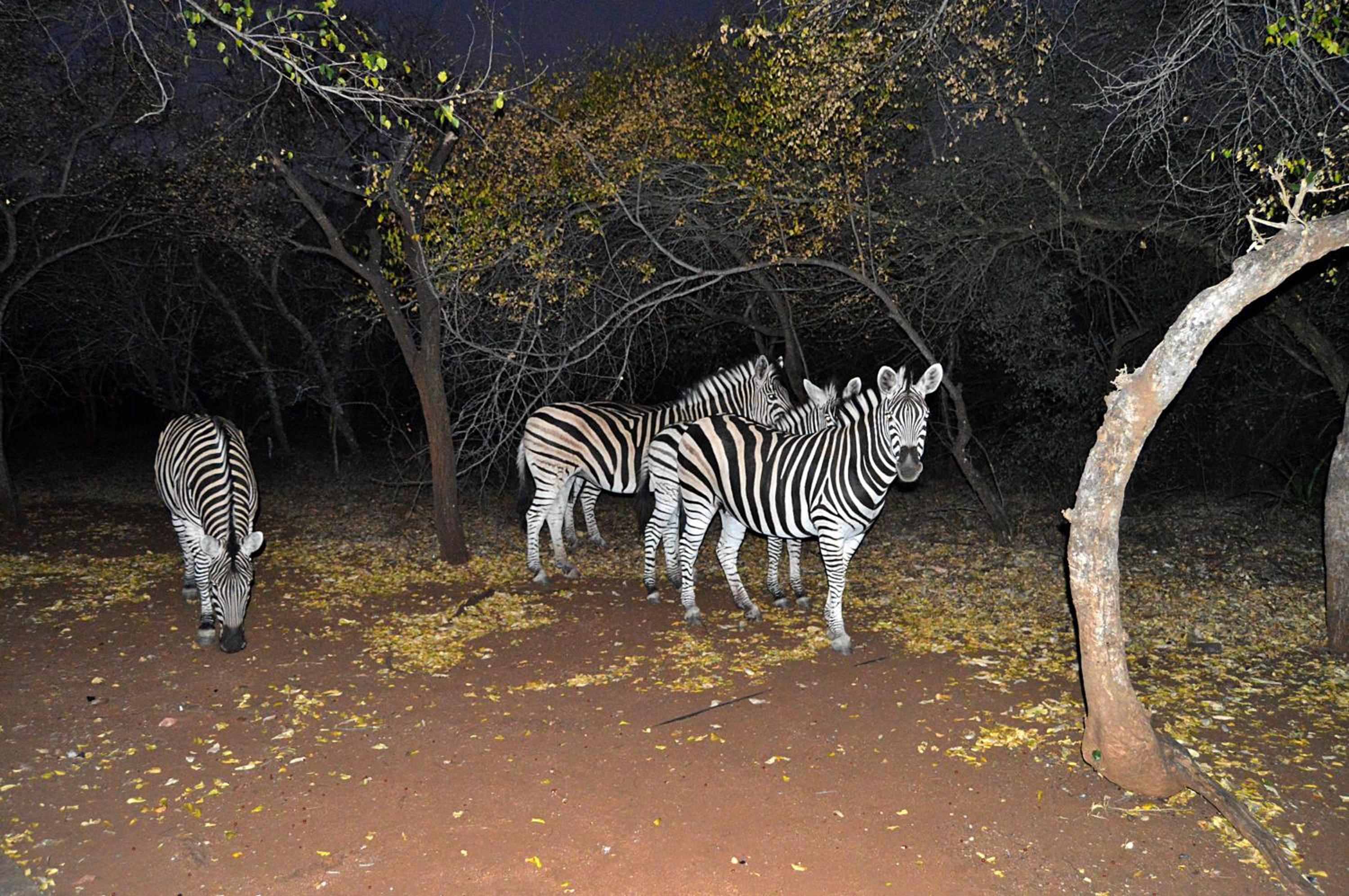 Elijara Kruger Lodge