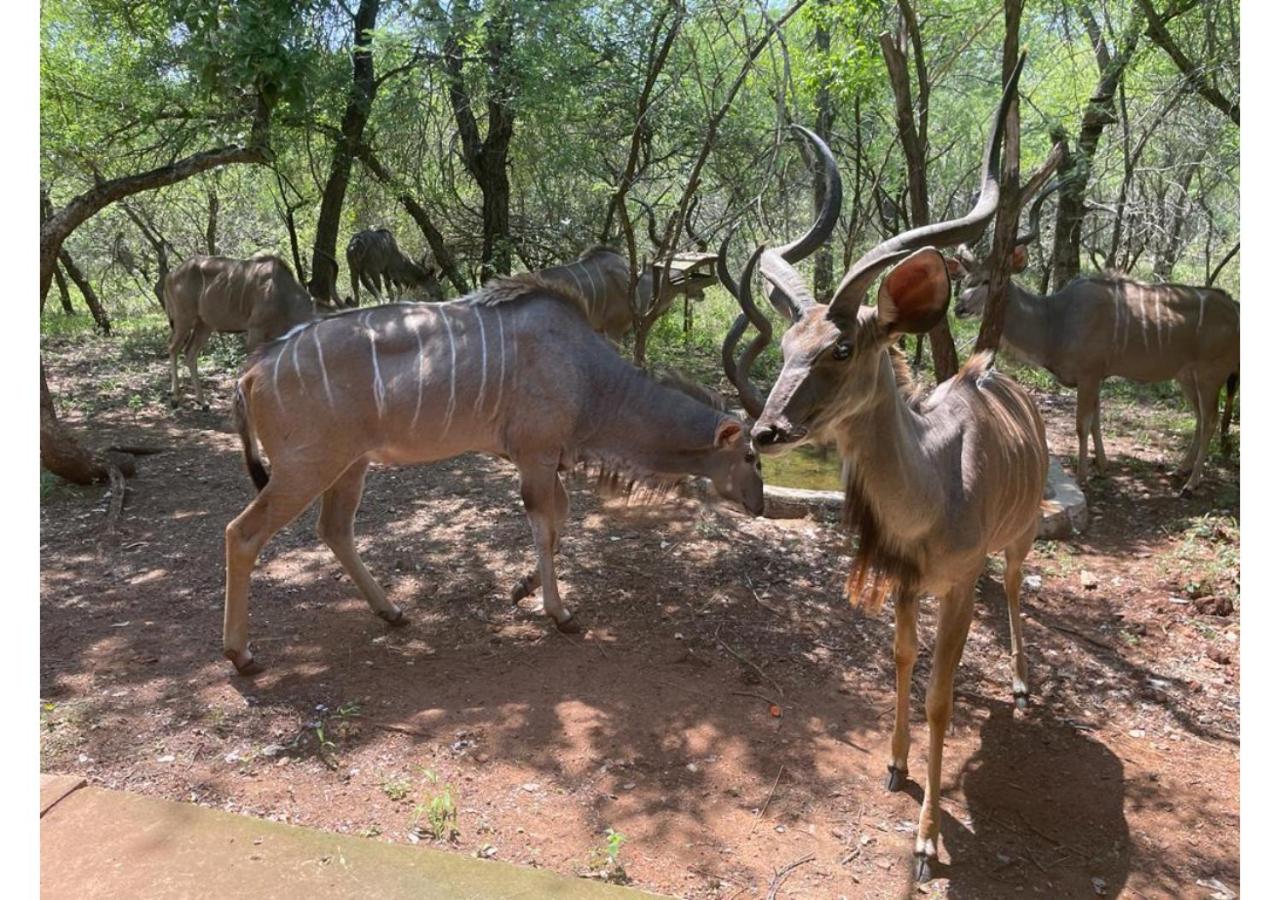 Elijara Kruger Lodge