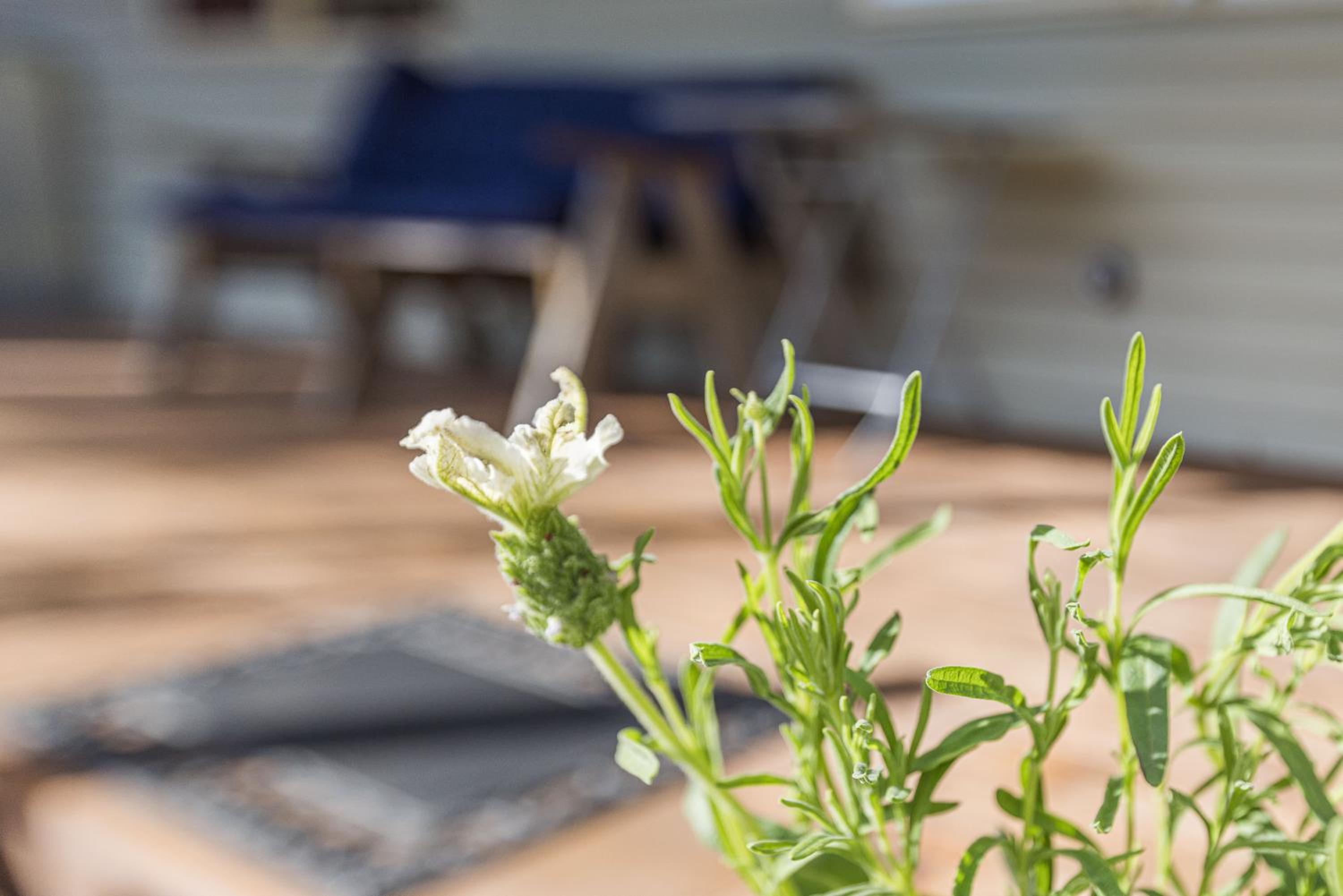 JoY's Guesthouse