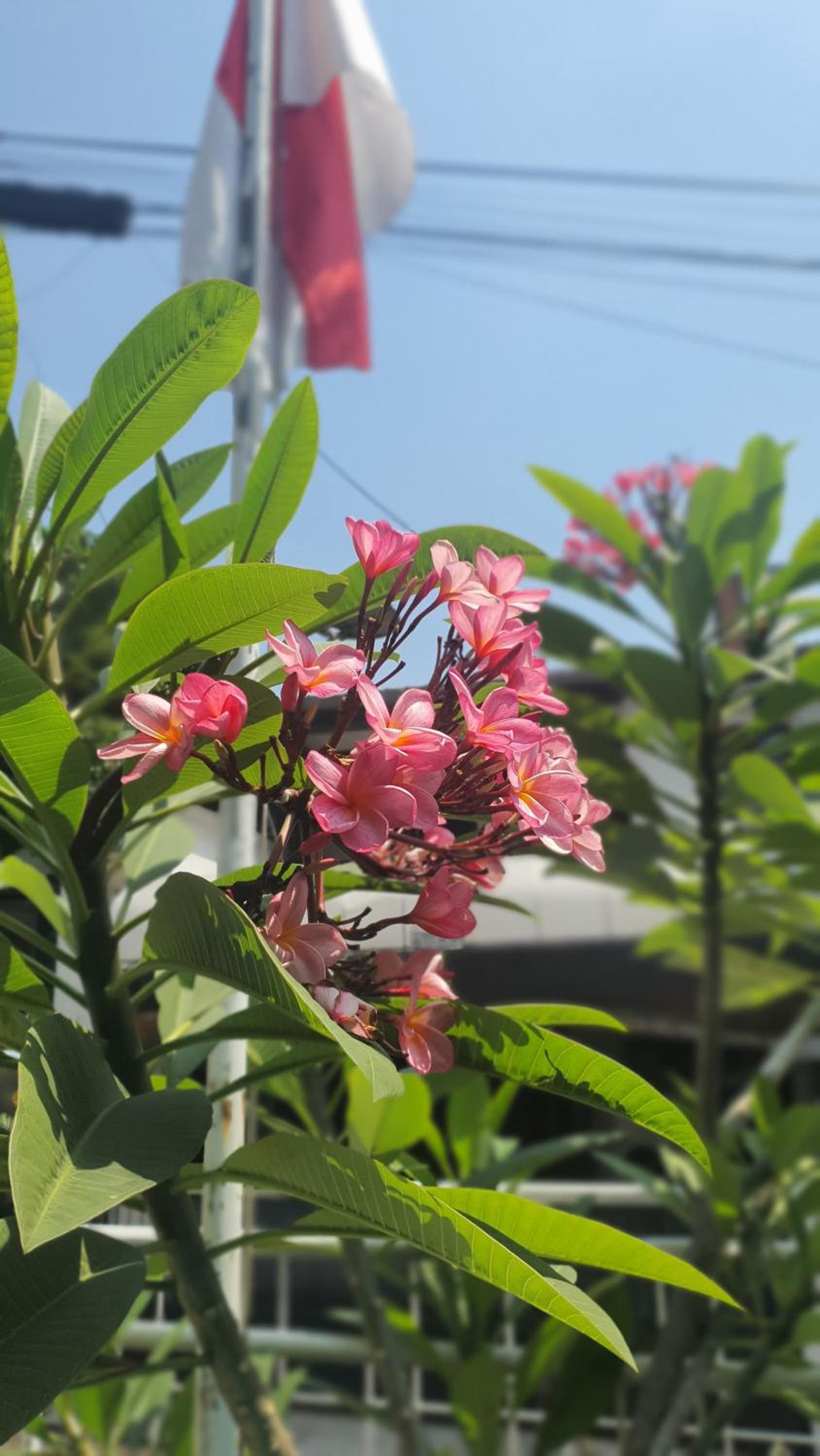 Cemara Homestay