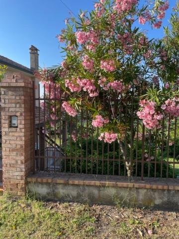 Pink House