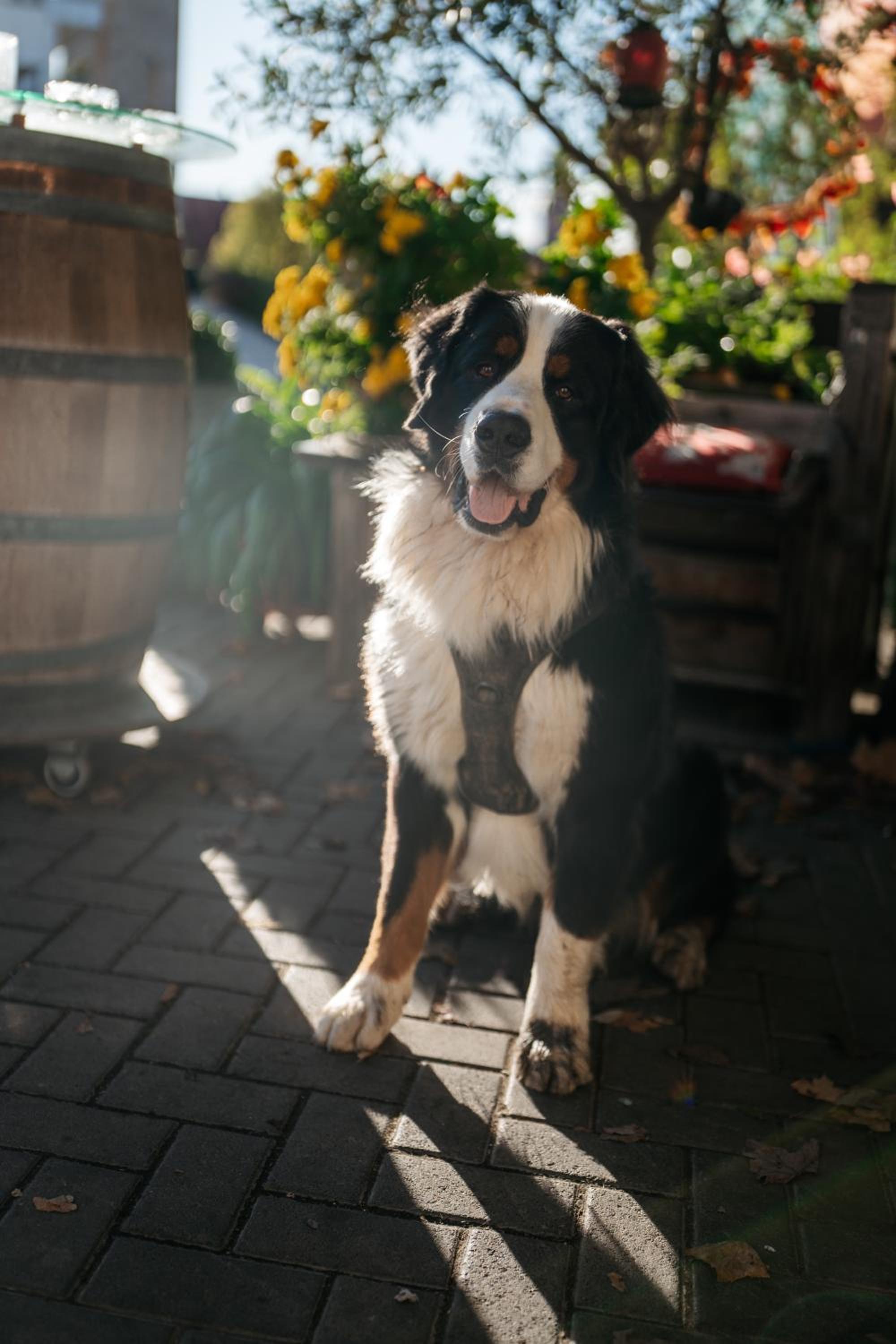 Weingut Leininger Ferienwohnungen