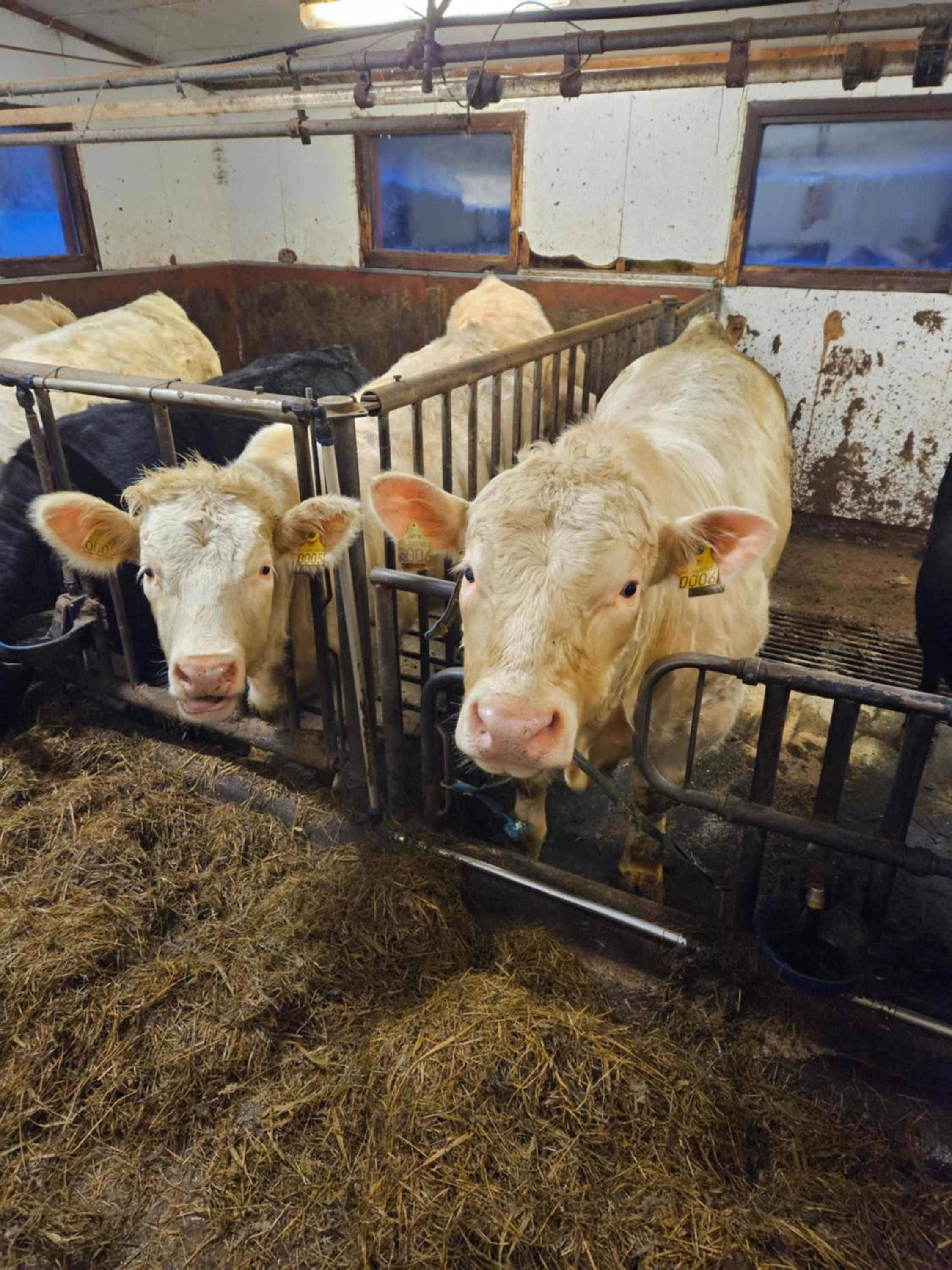Gårdsidyll i flotte omgivelser