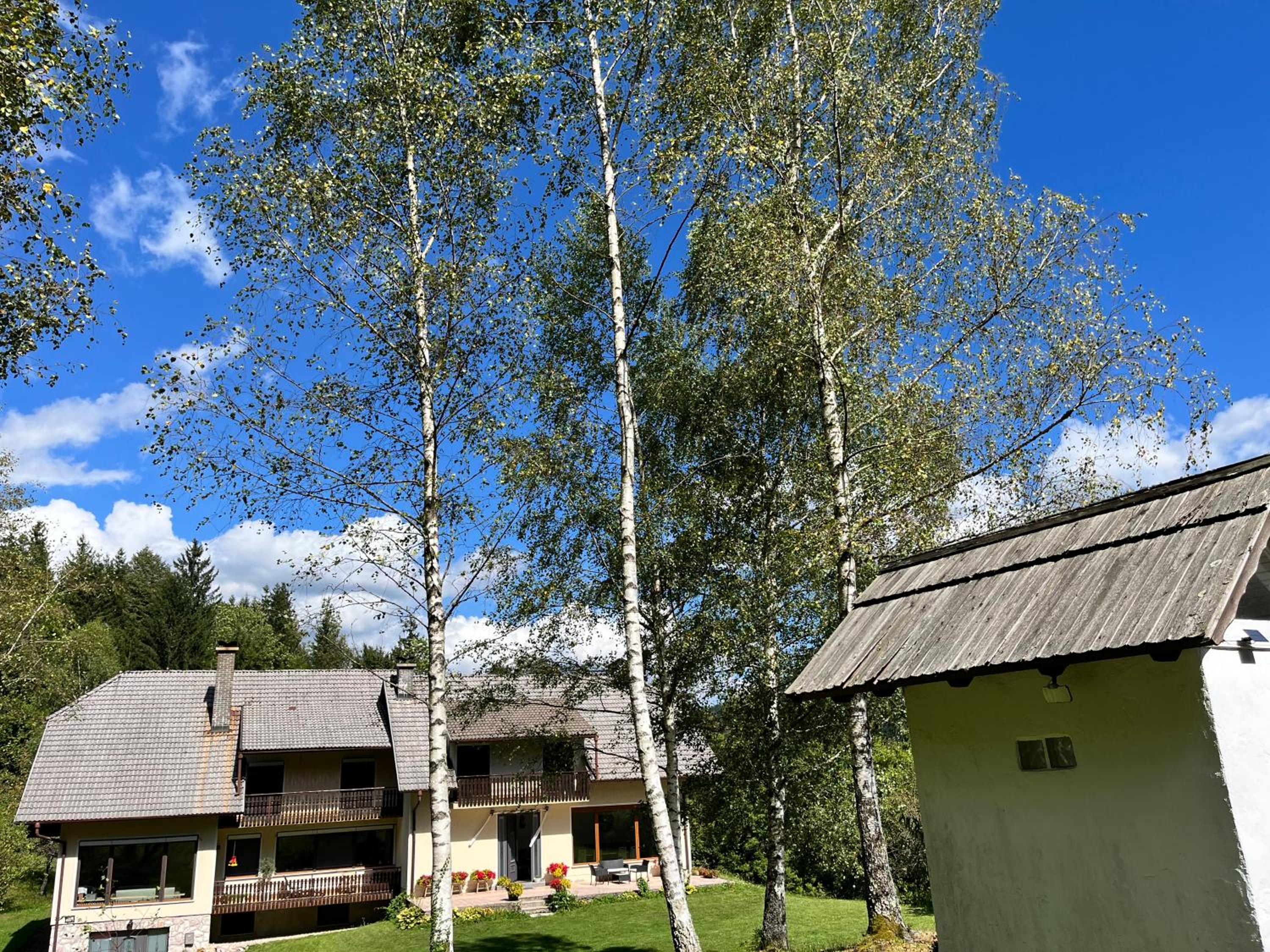 Gaj pod brezami view 2