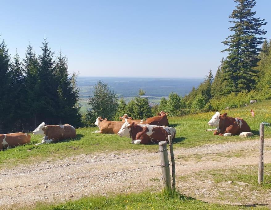 Romantisches Alpenchalet - mit Sauna und Kamin - ruhig und zentral