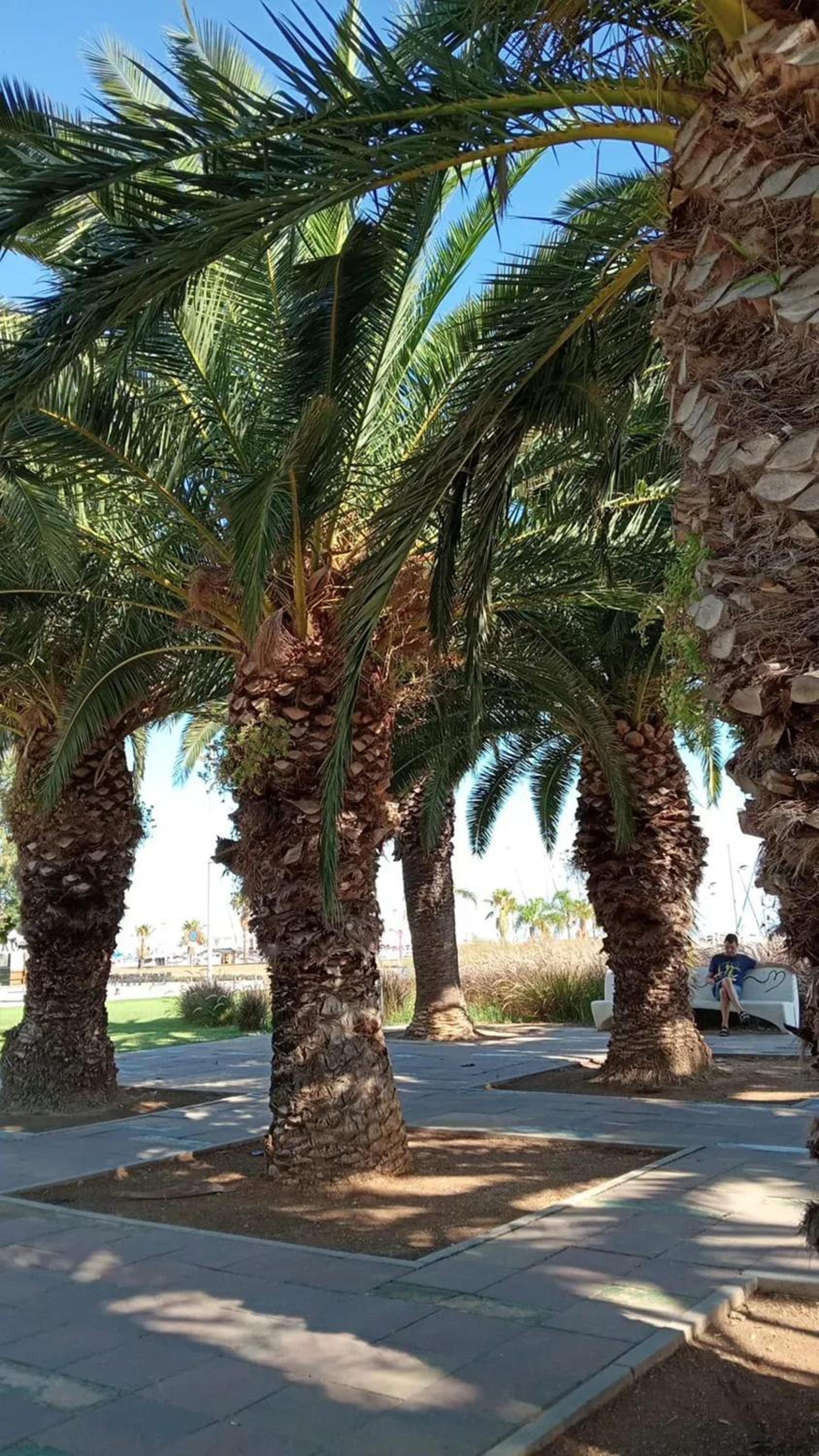 Comfortable apartment in La Ràpita 52 m² with terrace photo 4